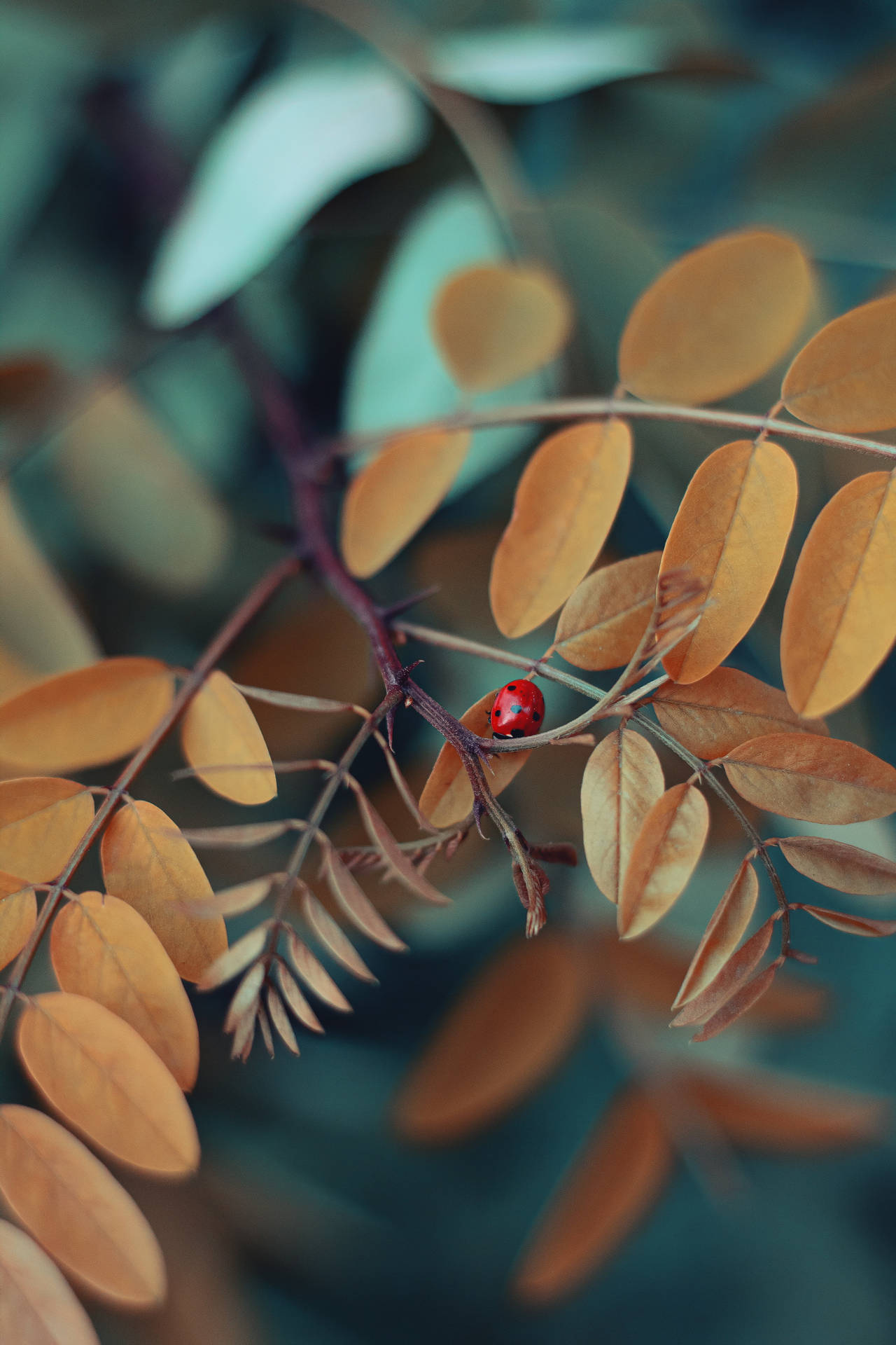 Ladybug Insect On A Brown Tree Background