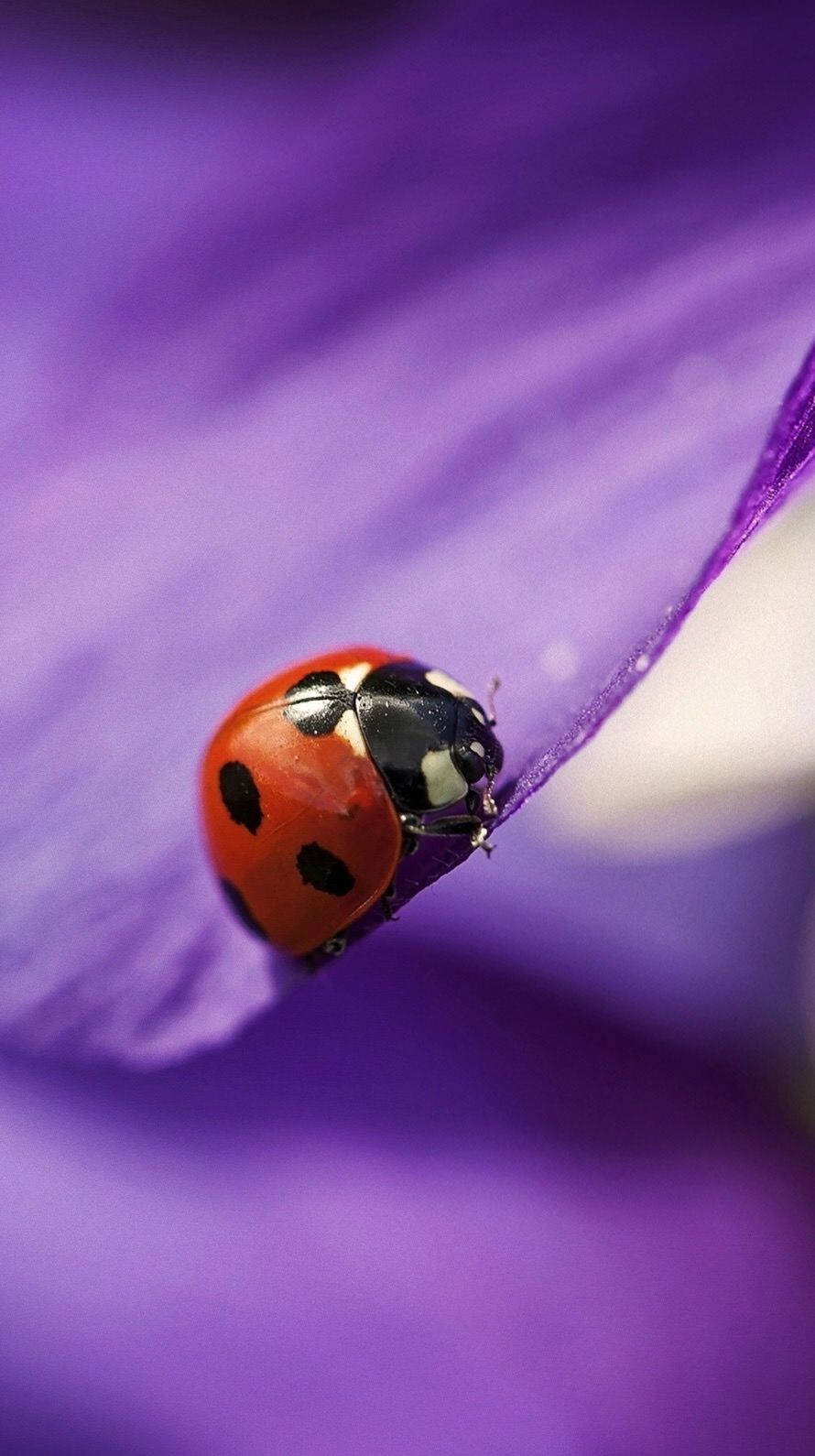Ladybug Insect On A Purple Petal Background