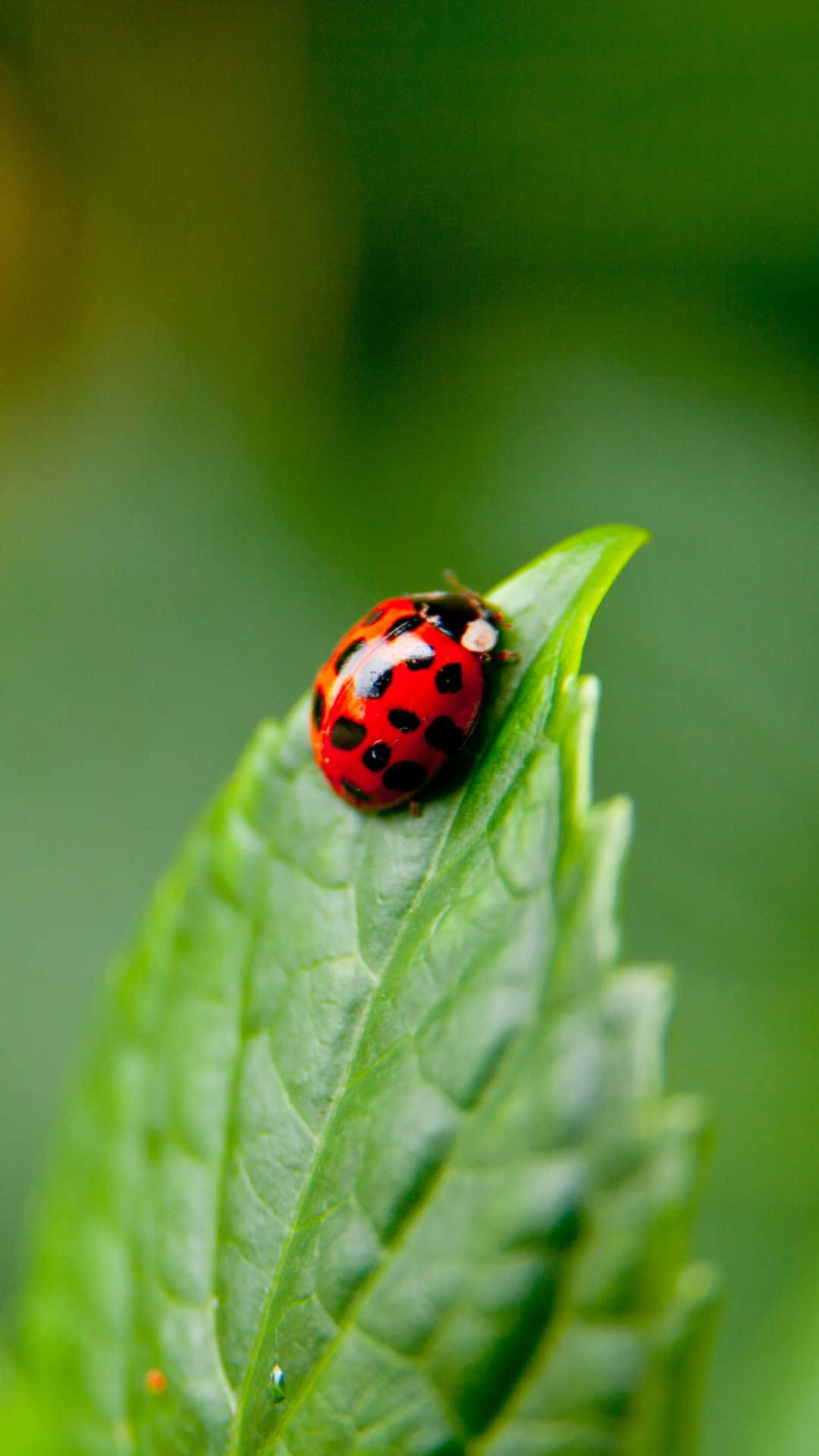 Ladybug Iphone - A Perfectly Unique Combination Background