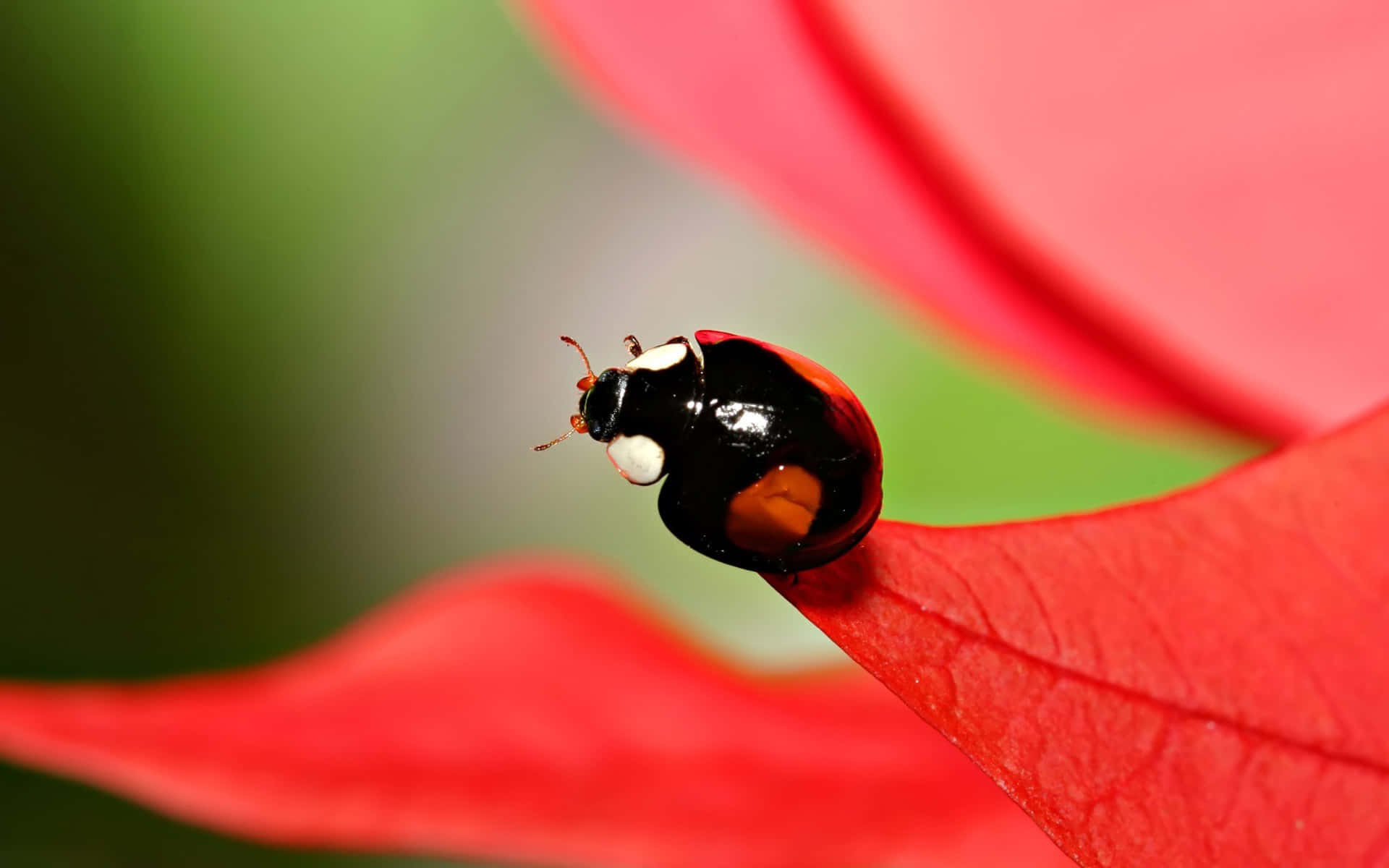 Ladybug Iphone Nestled In Nature Background