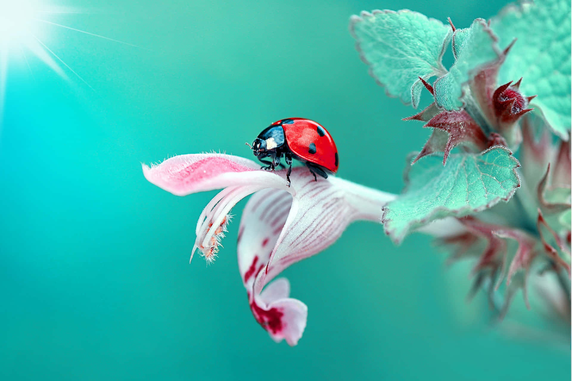 Ladybug Magnificent Life Of Insects Background