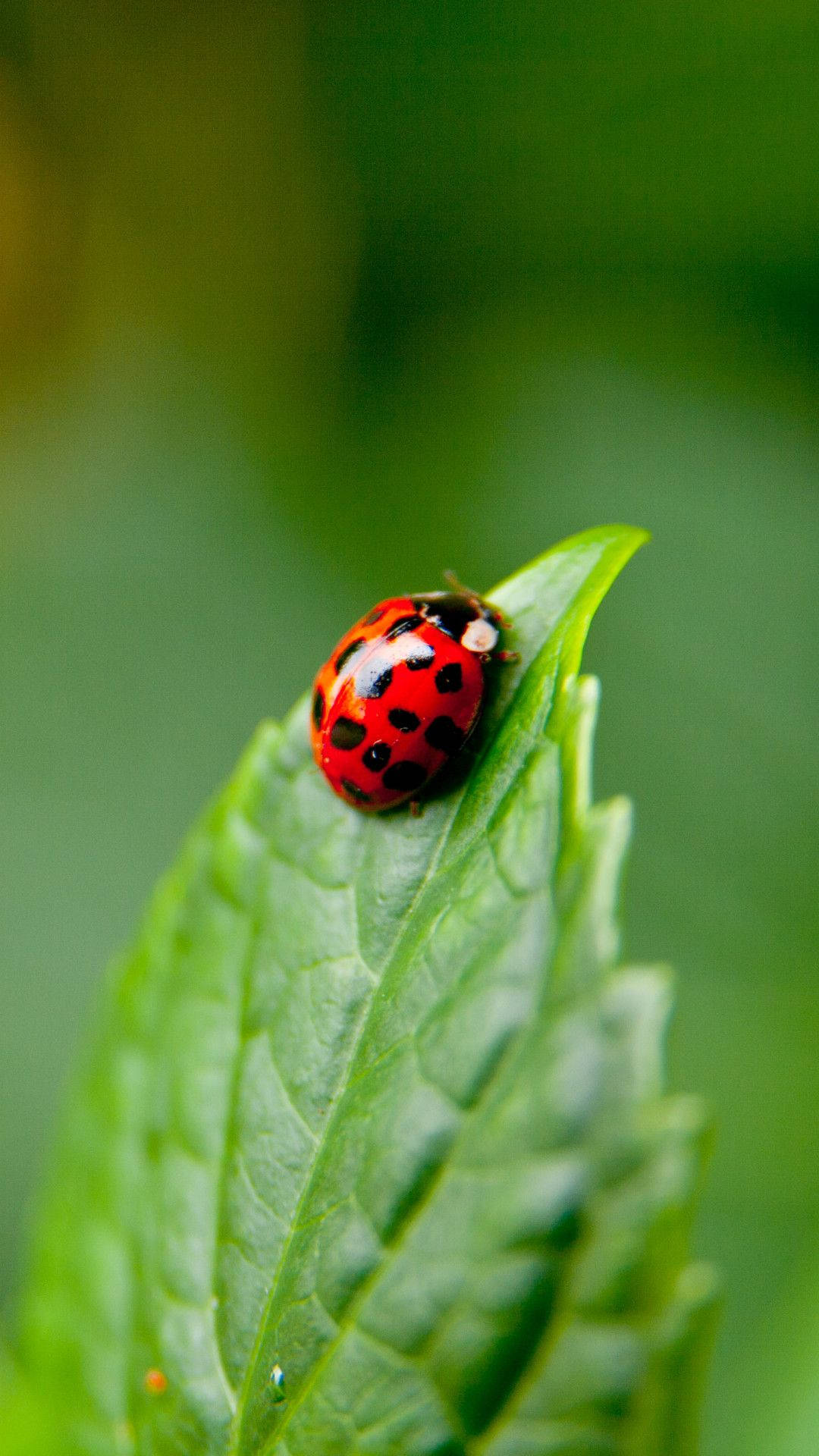 Ladybug Munching On A Broad Leaf Background