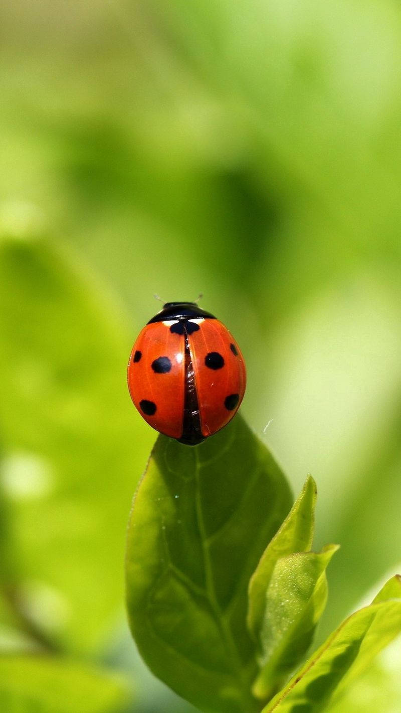 Ladybug On A Green Leaf Background