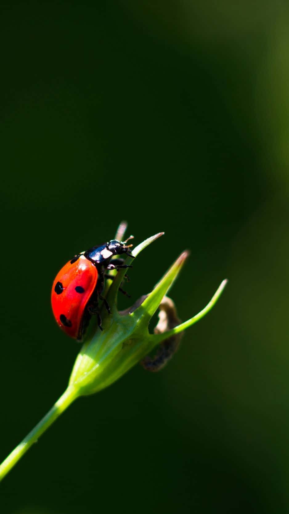 Ladybug On A Green Plant Background