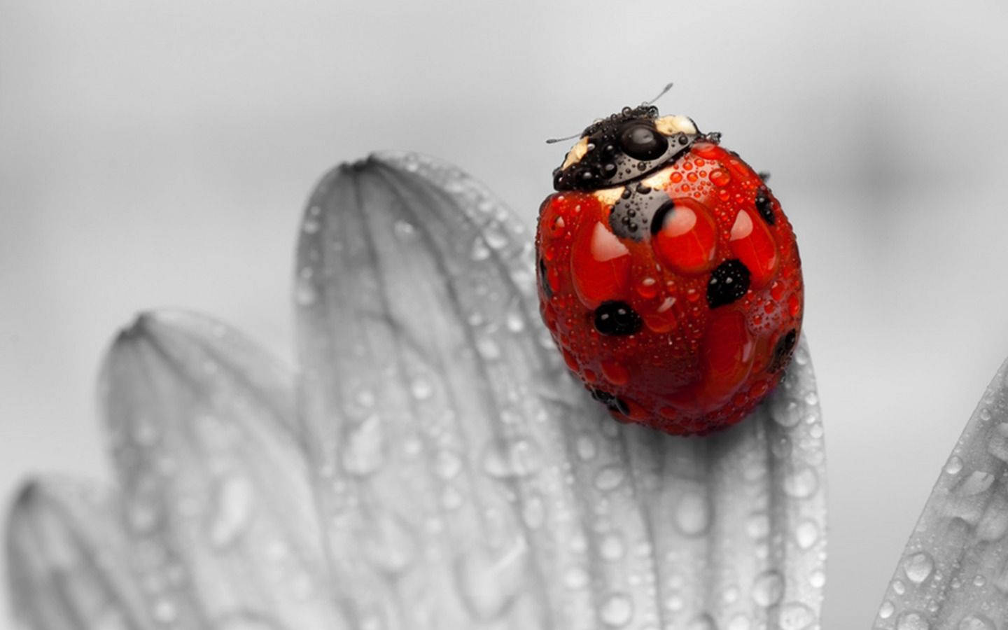 Ladybug On A Greyscale Flower Background