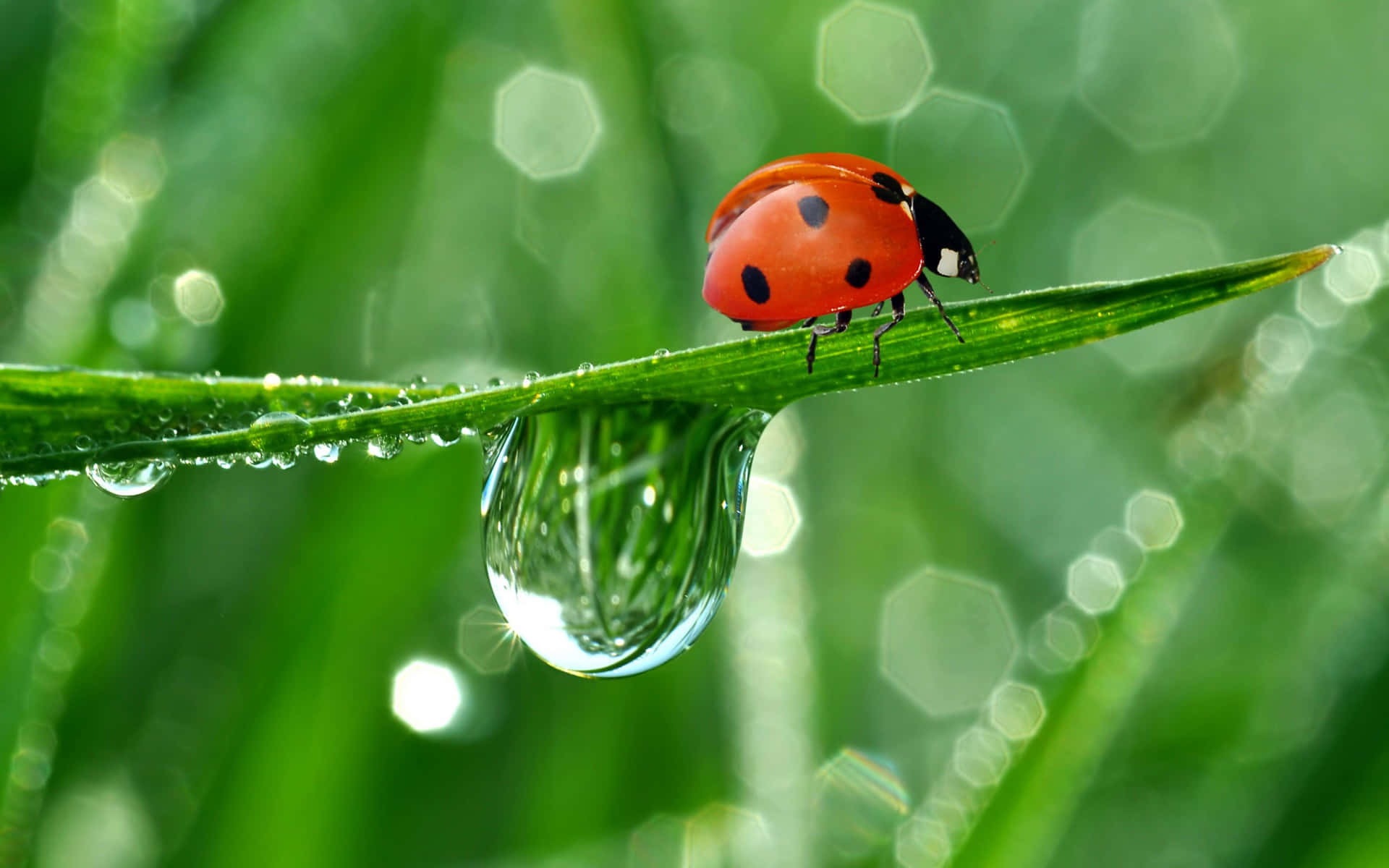 Ladybug On A Leaf With Water Droplets Background