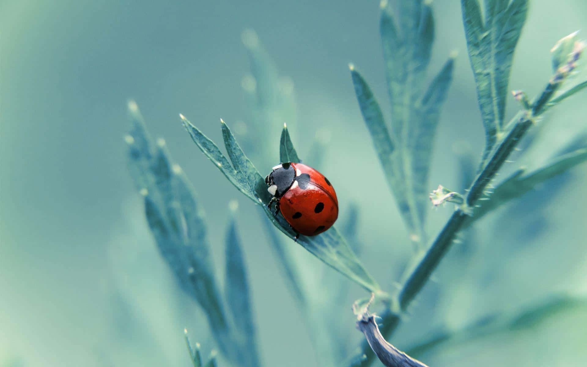 Ladybug On A Plant Background