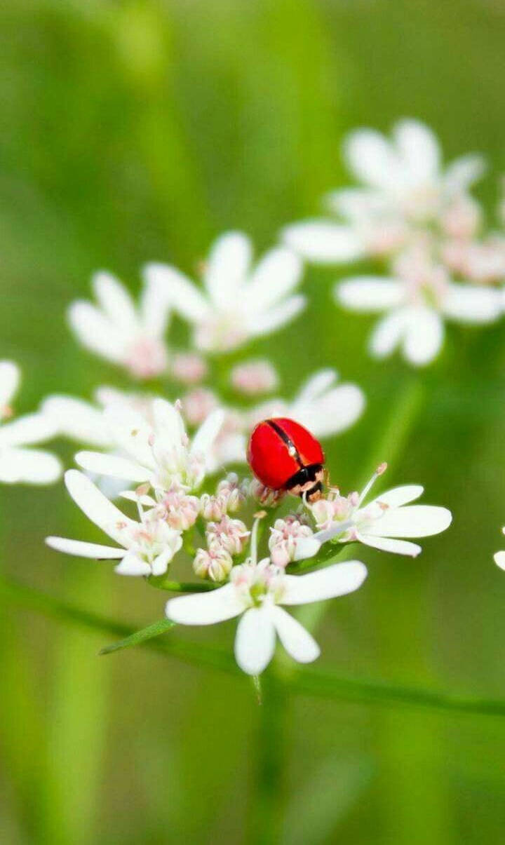 Ladybug On A White Flower