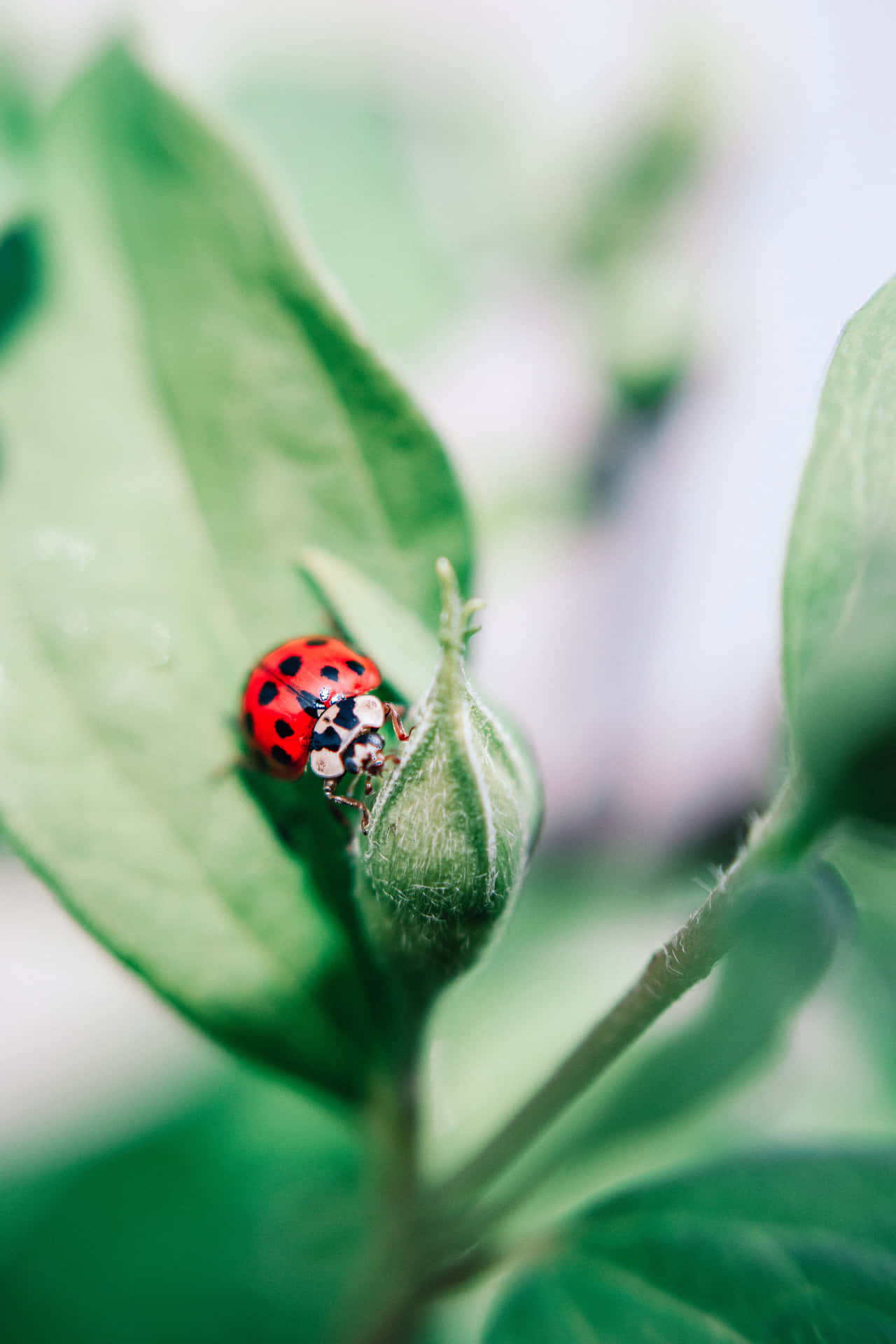 Ladybug On An Iphone For A Bug Lover Background