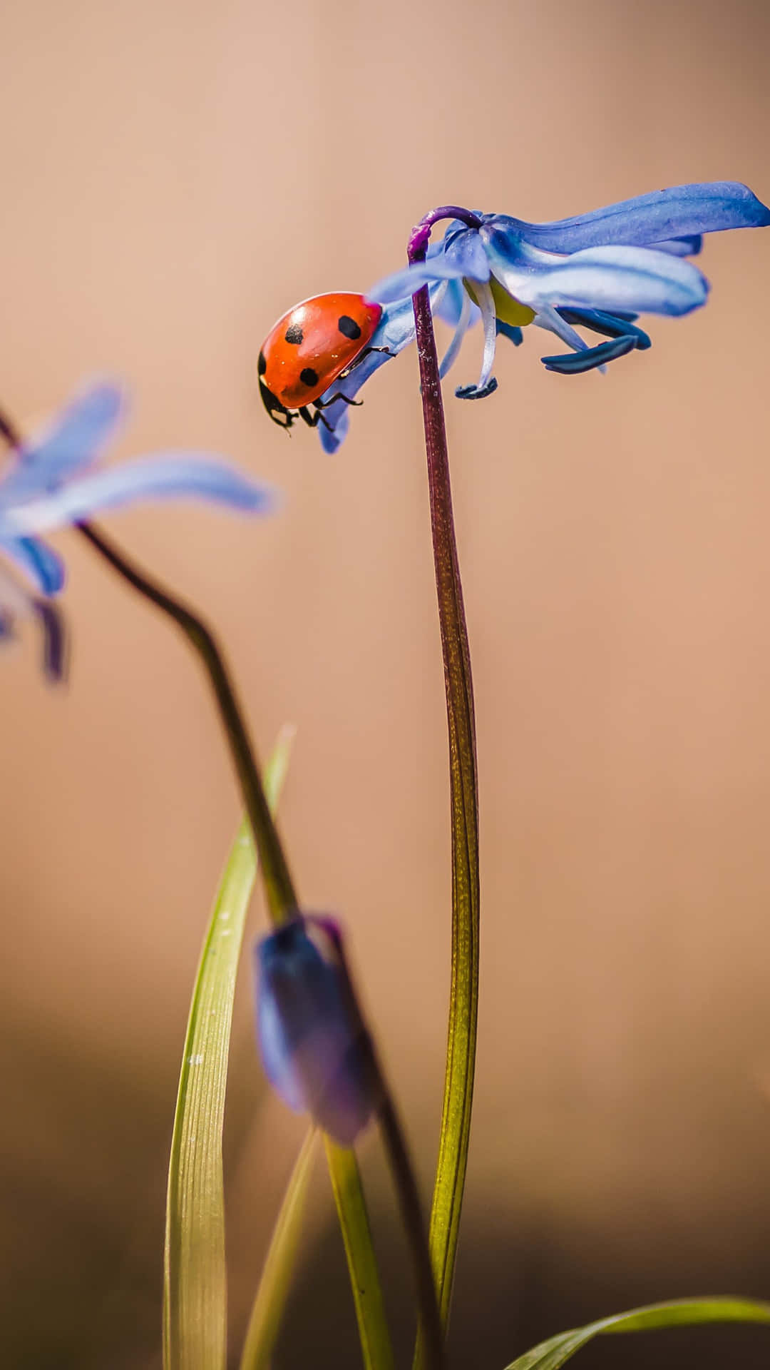 Ladybug On Blue Flower Background