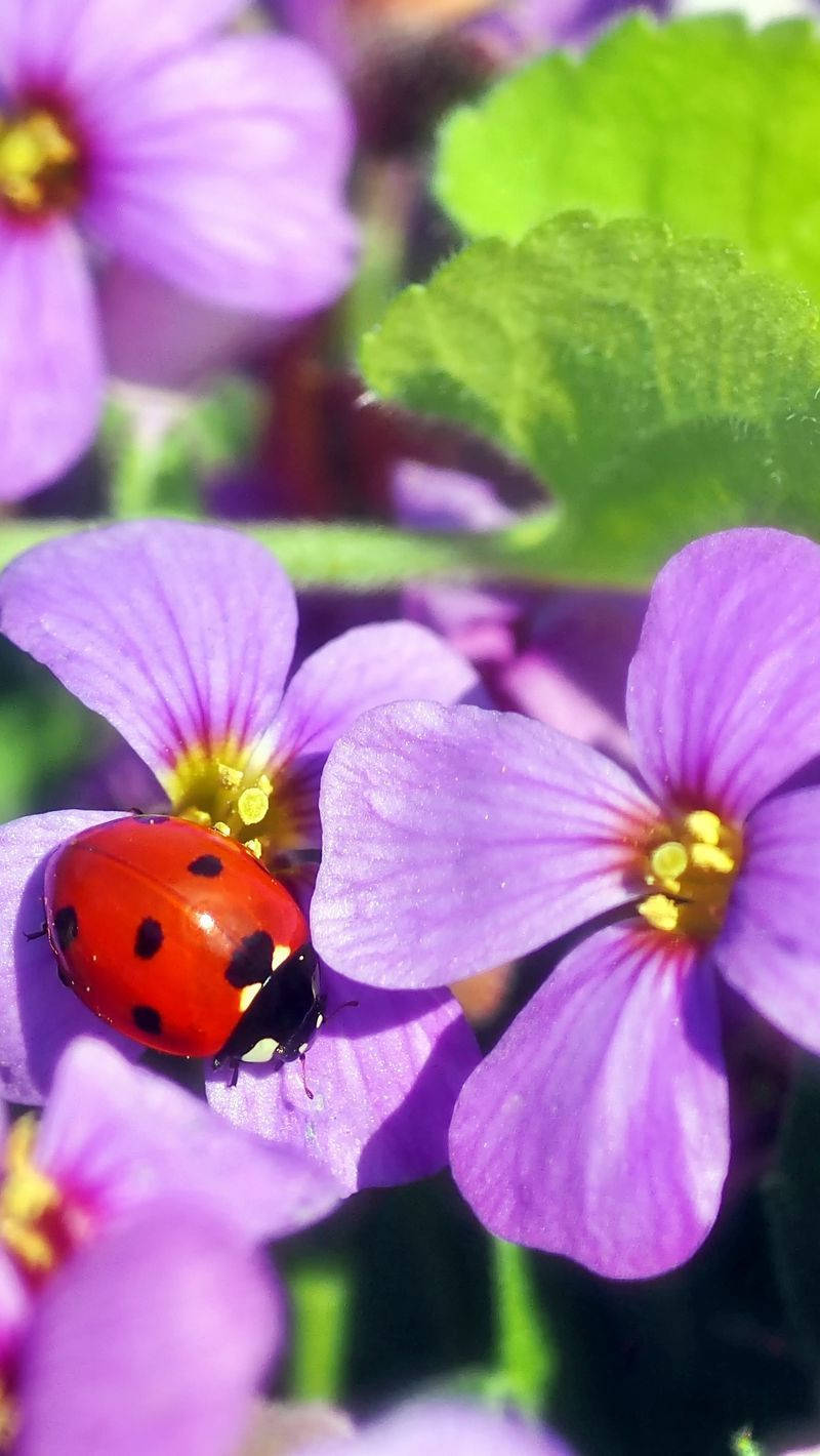 Ladybug On Purple Rock Cress