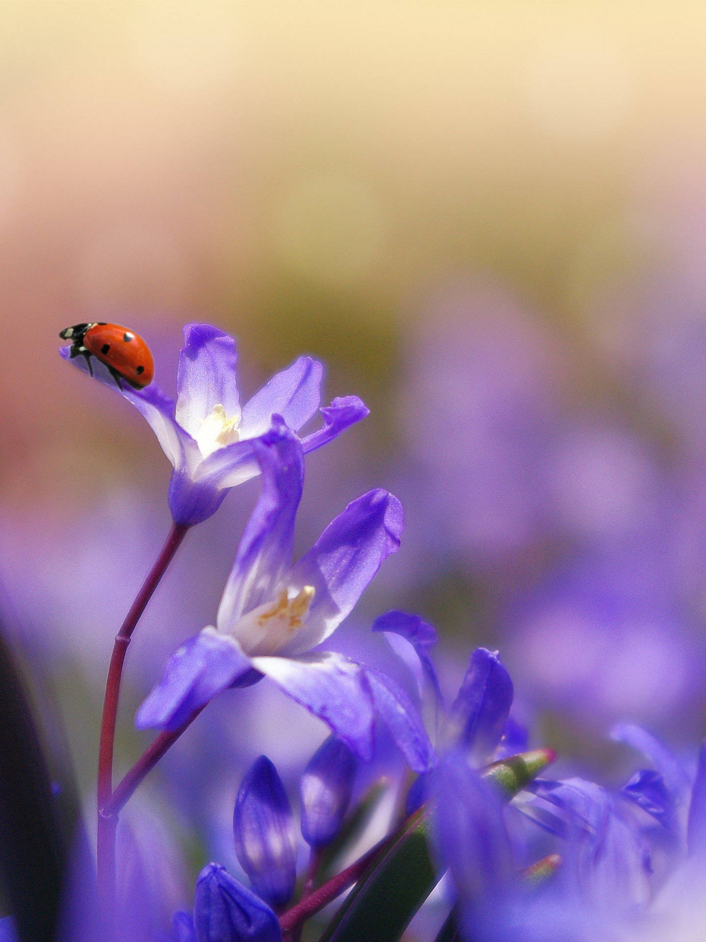 Ladybug On Saffron Crocus Flowers Background