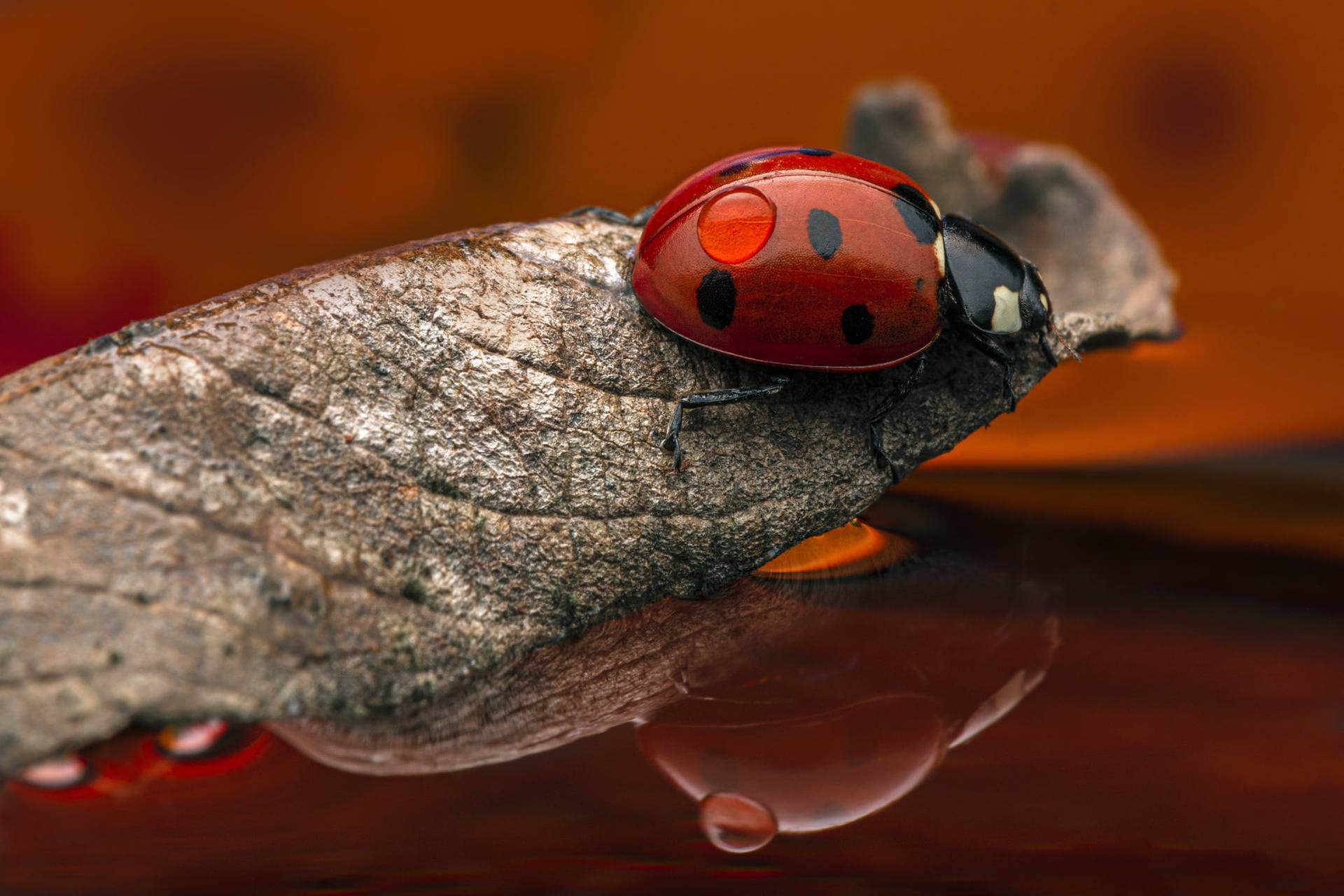Ladybug Riding A Dried Leaf Background