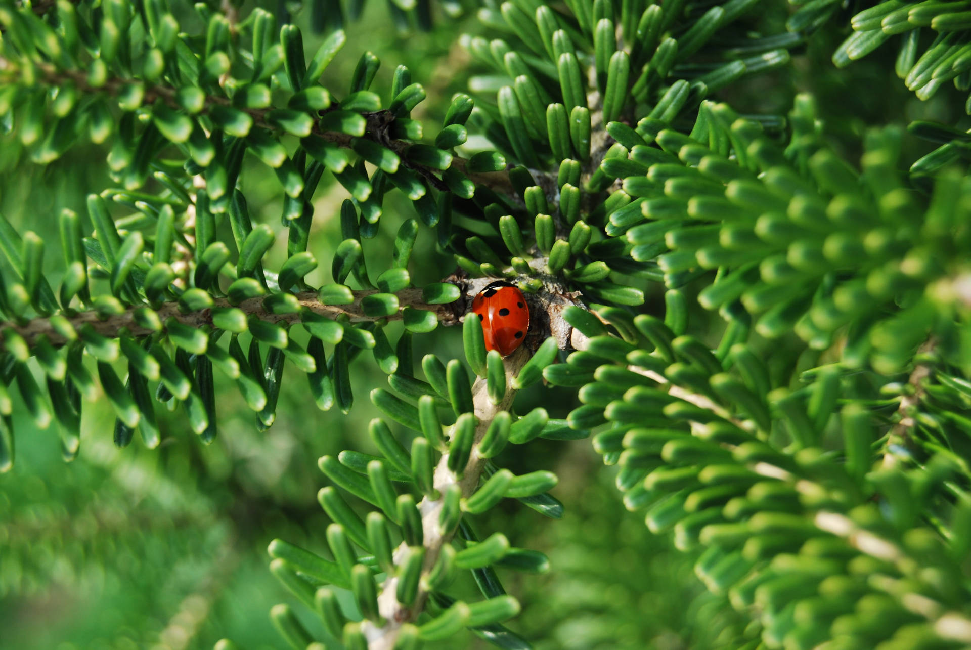 Ladybug Seven-spot Beetle Species