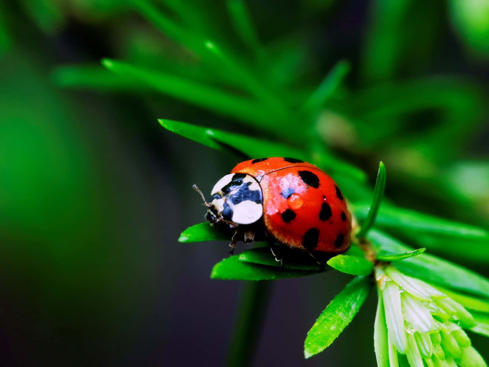 Ladybug Topped Iphone Background