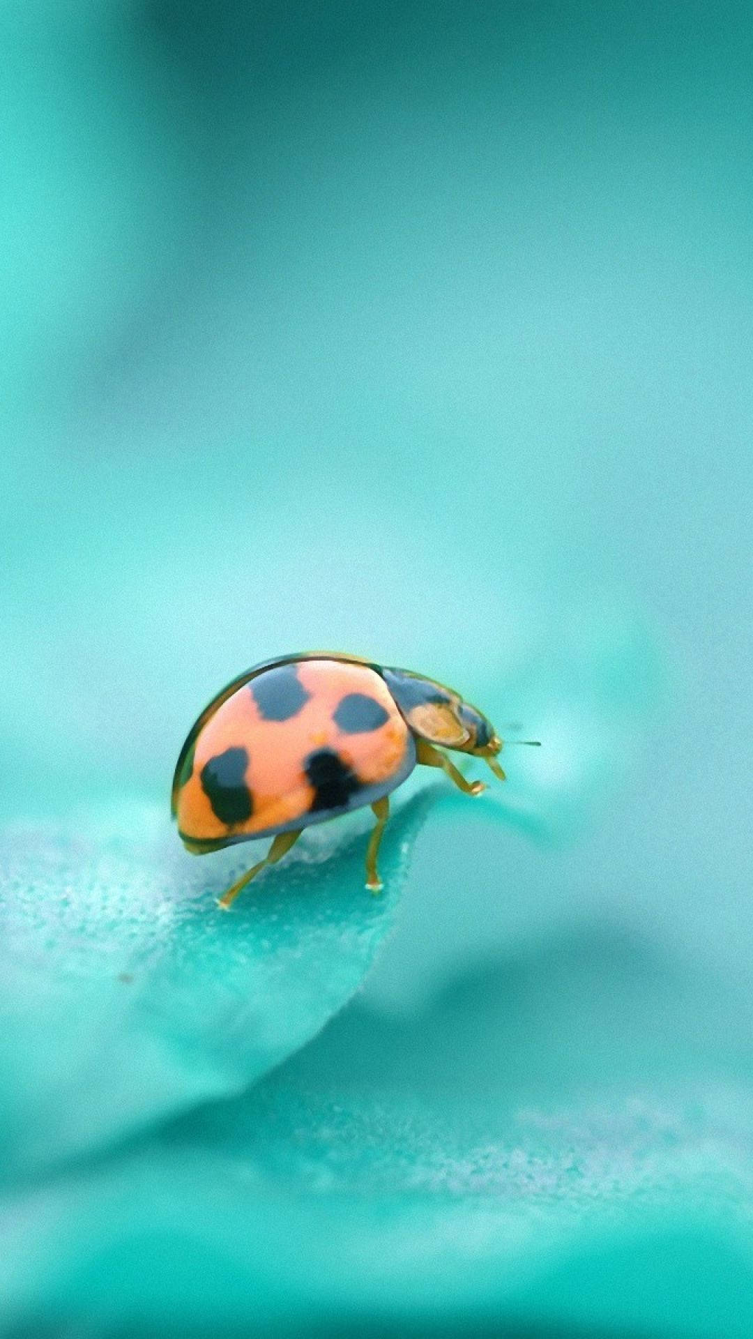 Ladybug With Red Dome-shaped Body Background