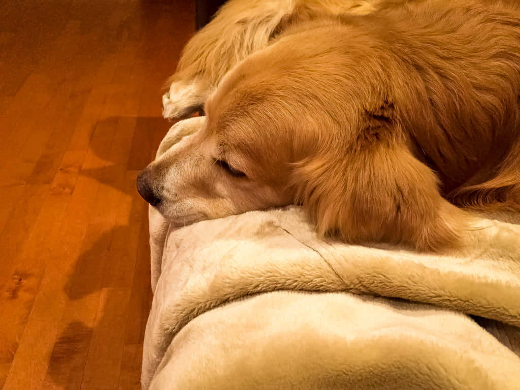 Laid-back Pup Lounging Around Background