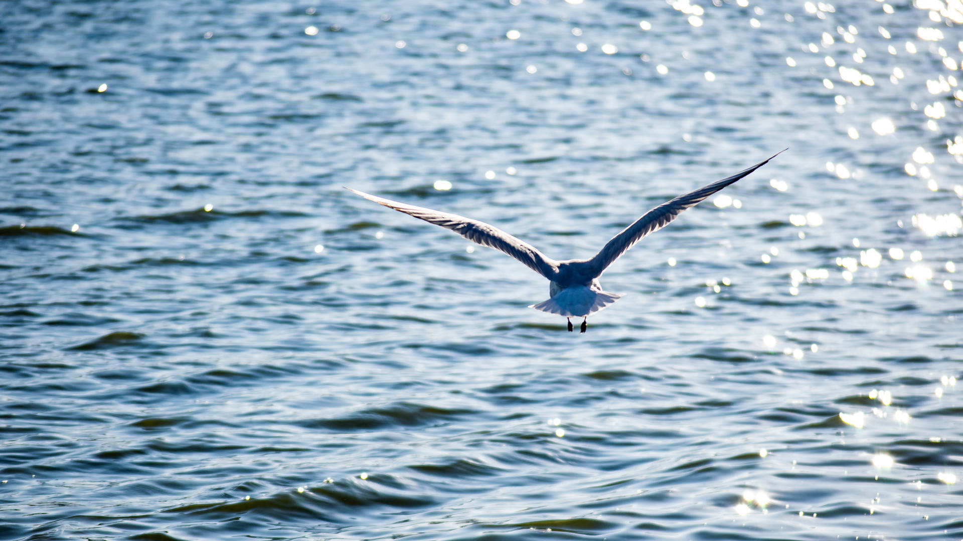 Lake Bird Palić, Serbia Background