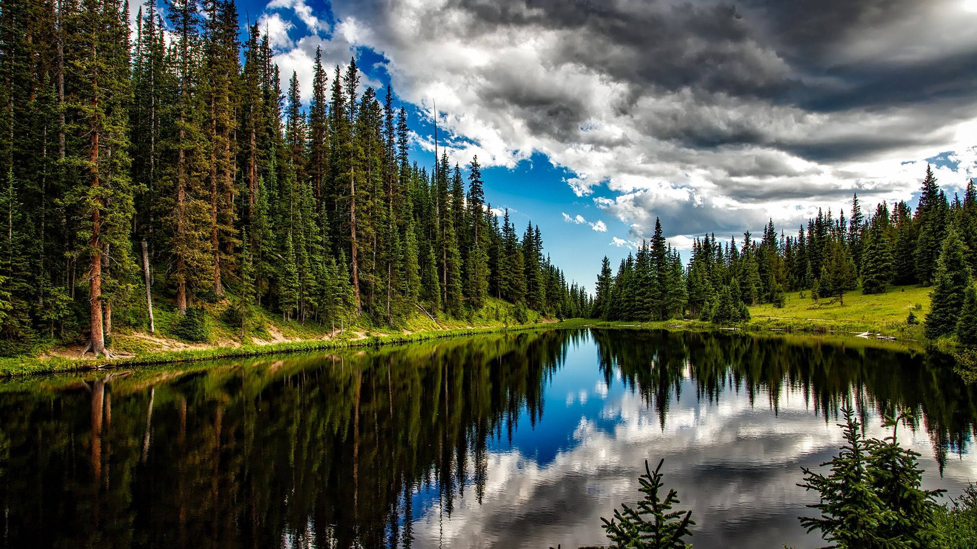 Lake View Rows Of Pine Trees Background