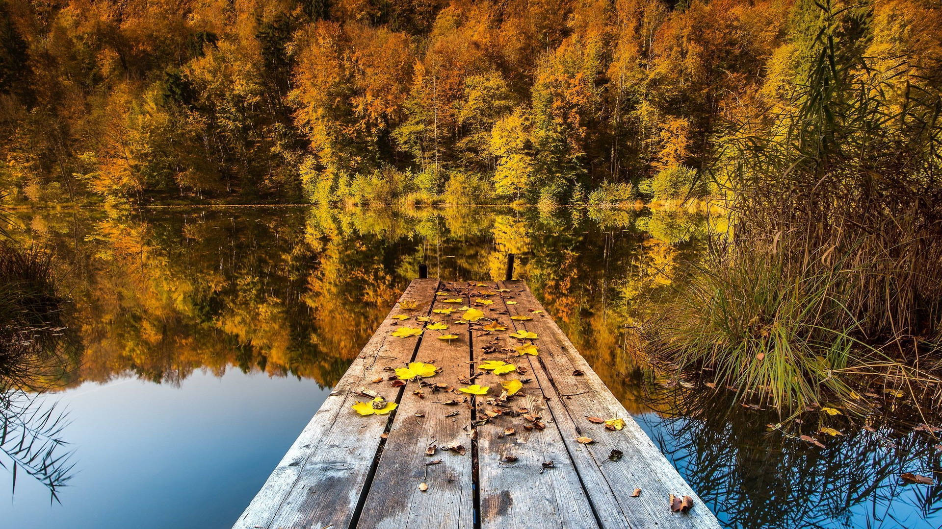 Lake View With Wooden Plank Background