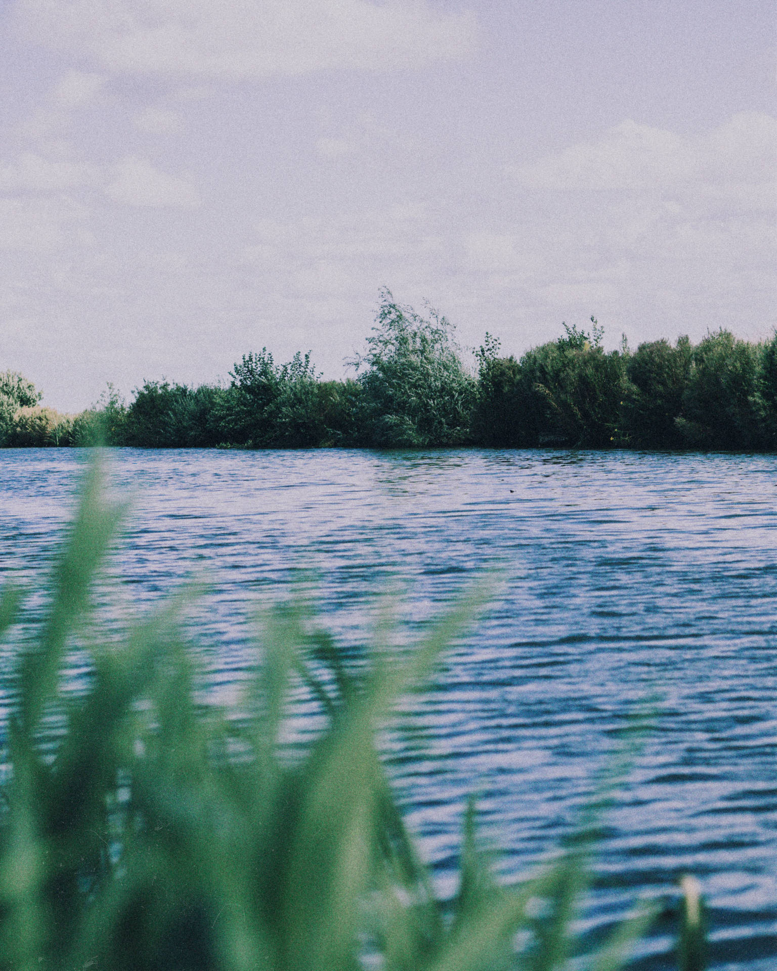 Lake With Grasses Background