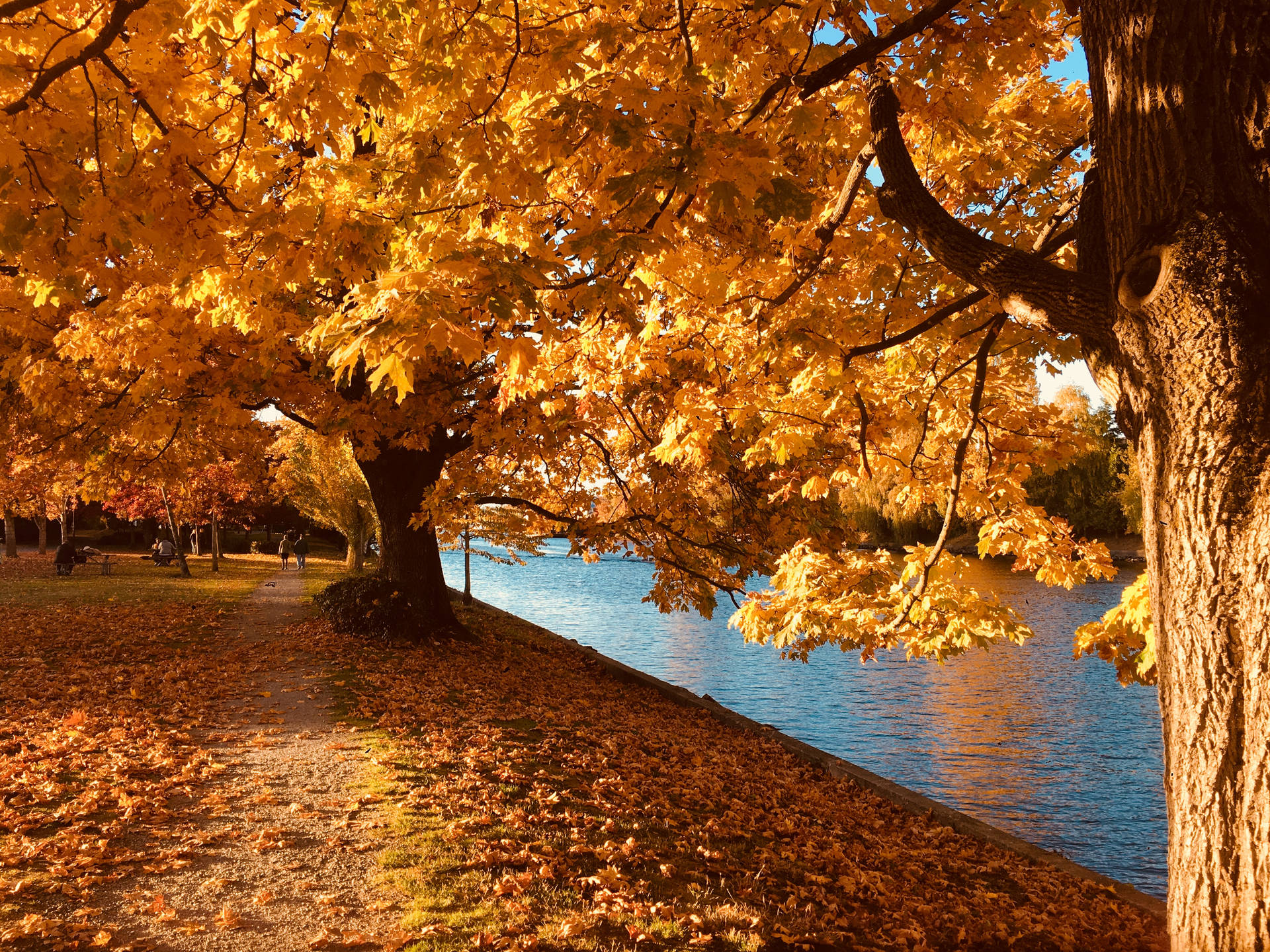 Lakeside Yellow Autumn Trees Background