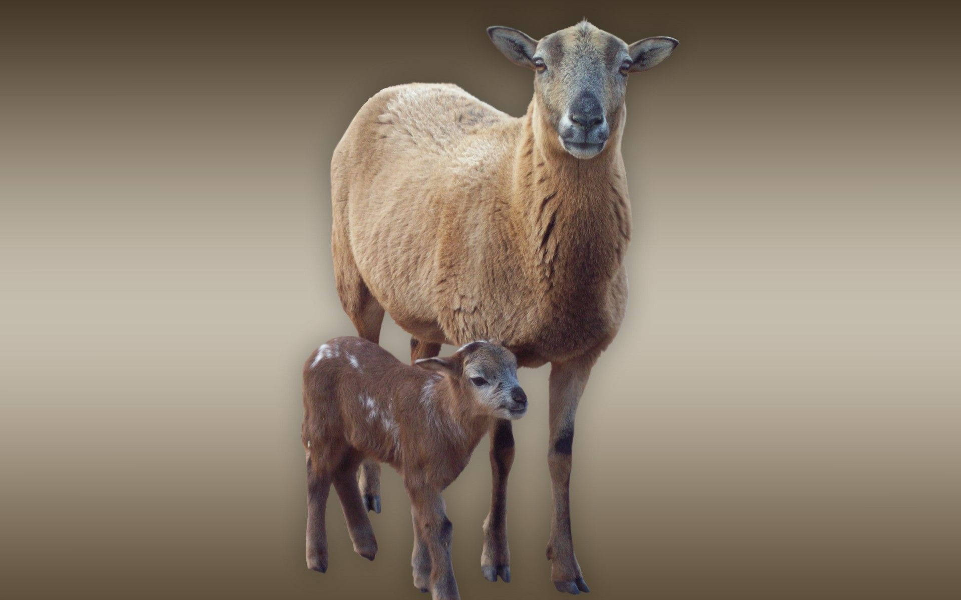 Lamb And Adult Sheep Brown Aesthetic Gradient Background