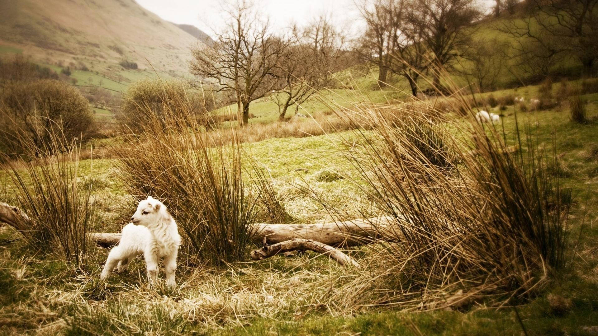 Lamb Behind Tall Grass Background