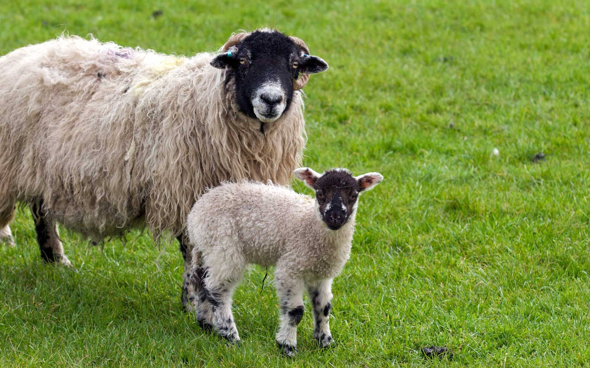 Lamb Black And White With Mother On Grass