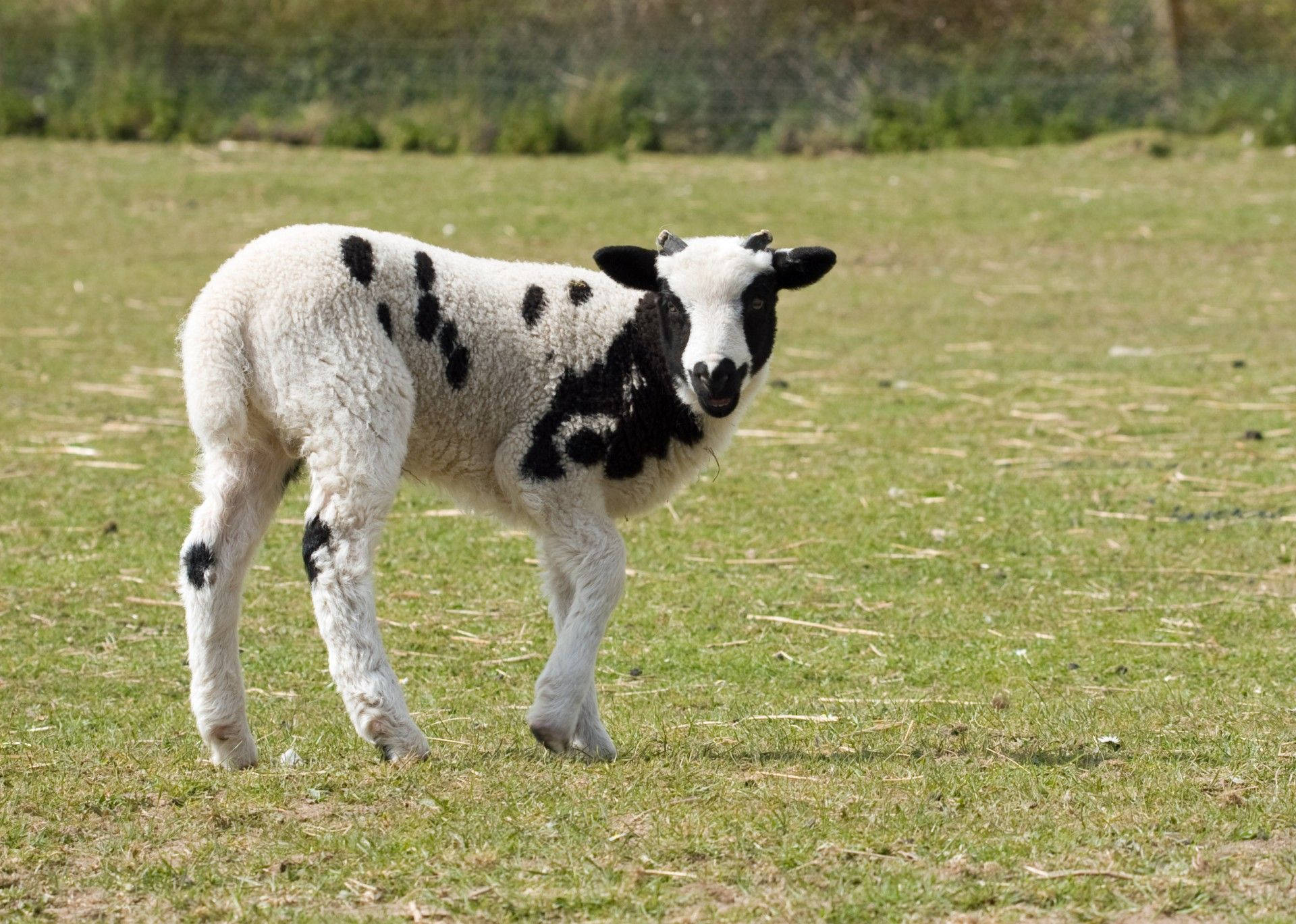 Lamb Black And White Wool On Grass Background