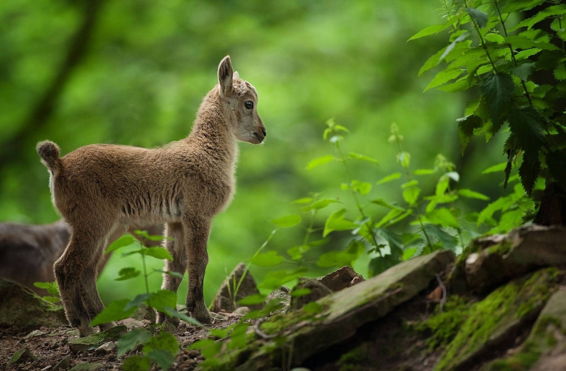 Lamb Brown In Green Forest Background