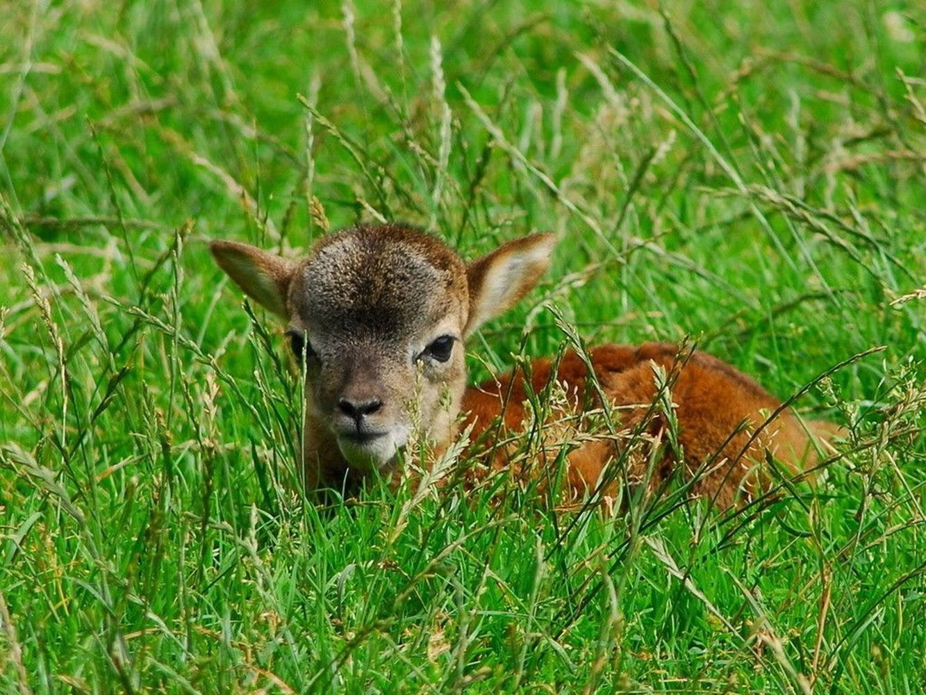 Lamb Brown On Grass Field Background