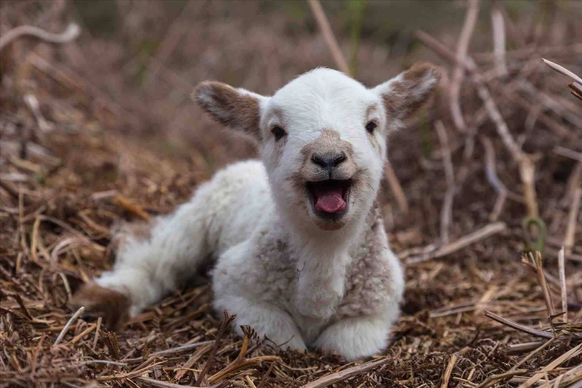 Lamb Cute Aesthetic Happy On Hay