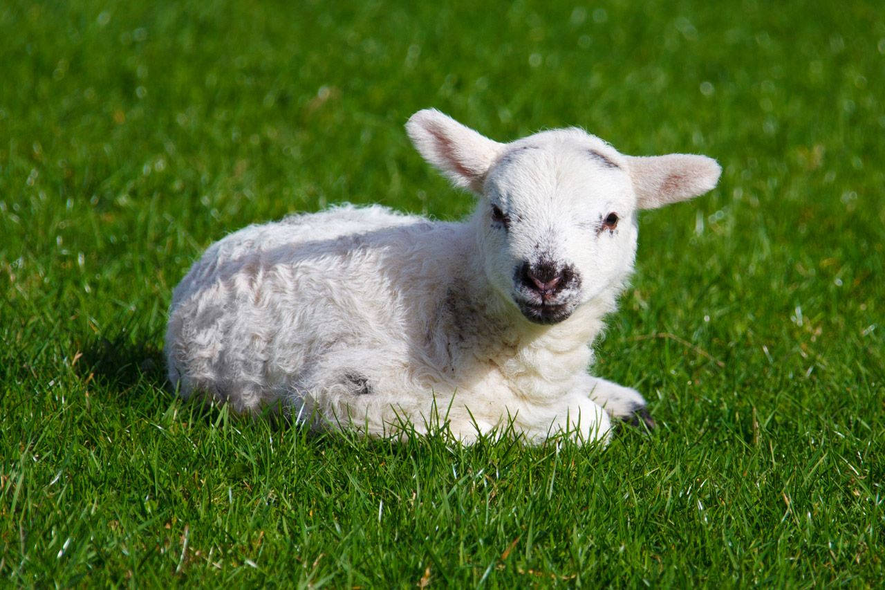 Lamb Cute Aesthetic On Grass Background