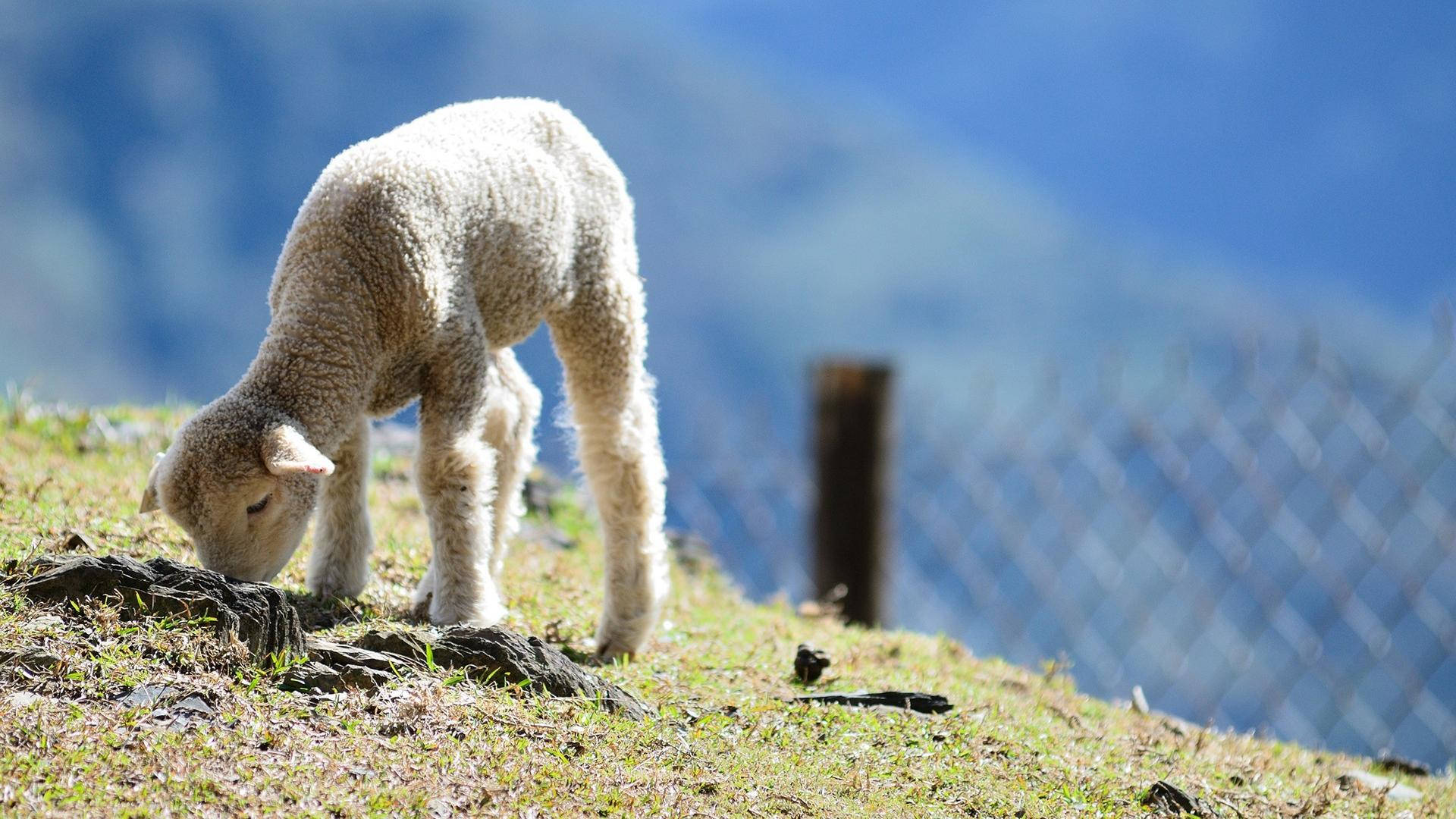 Lamb Eating Grass On Hill Background