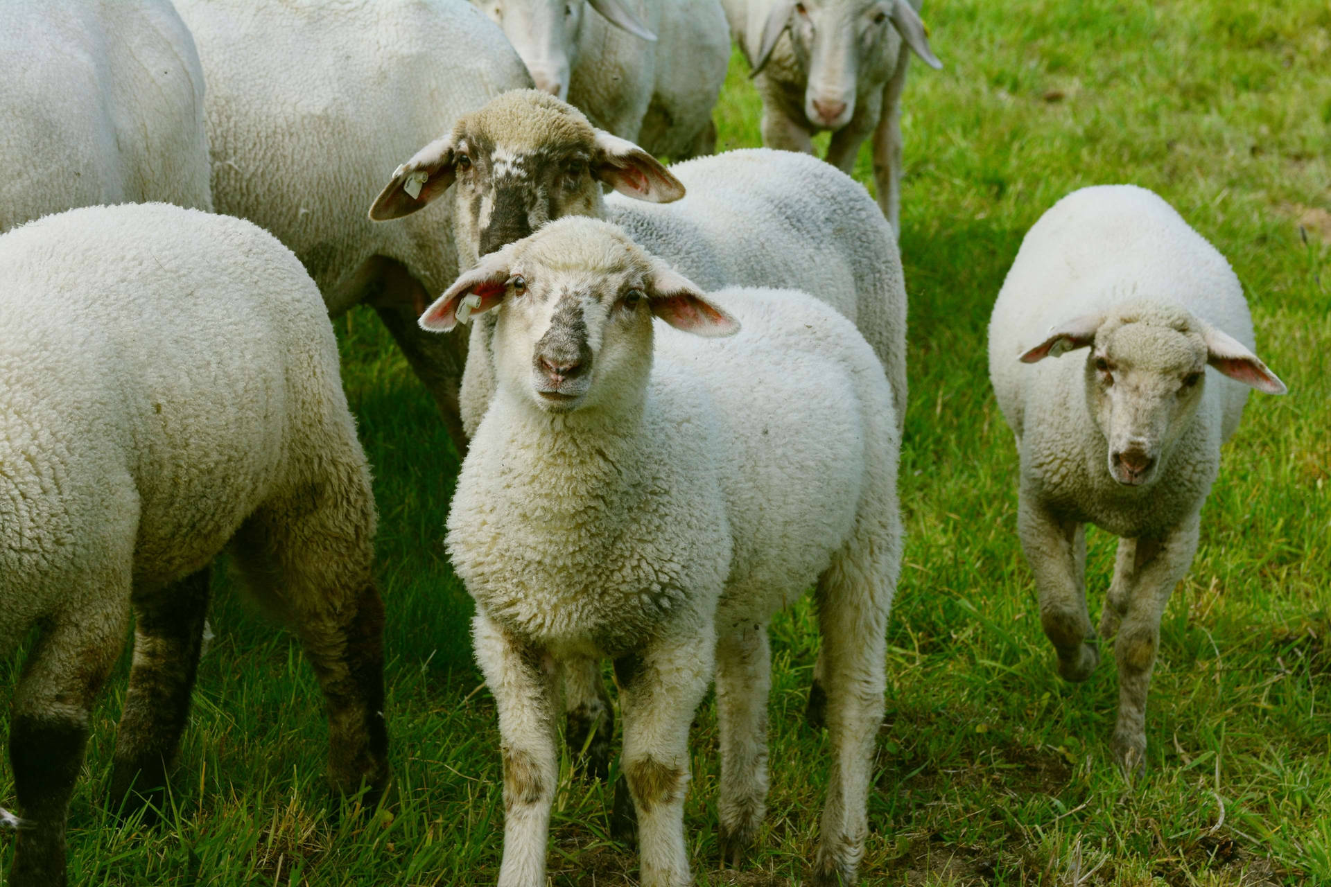 Lamb Flock Lazing On Grass Background