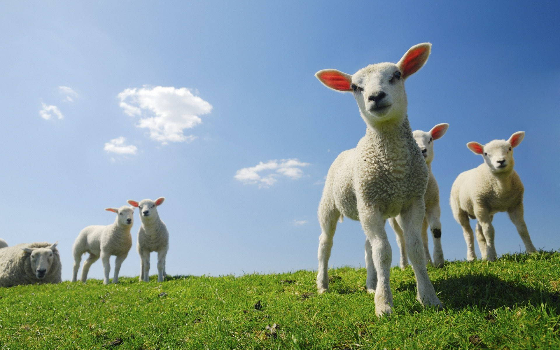 Lamb Flock On Grass Field With Blue Sky Background