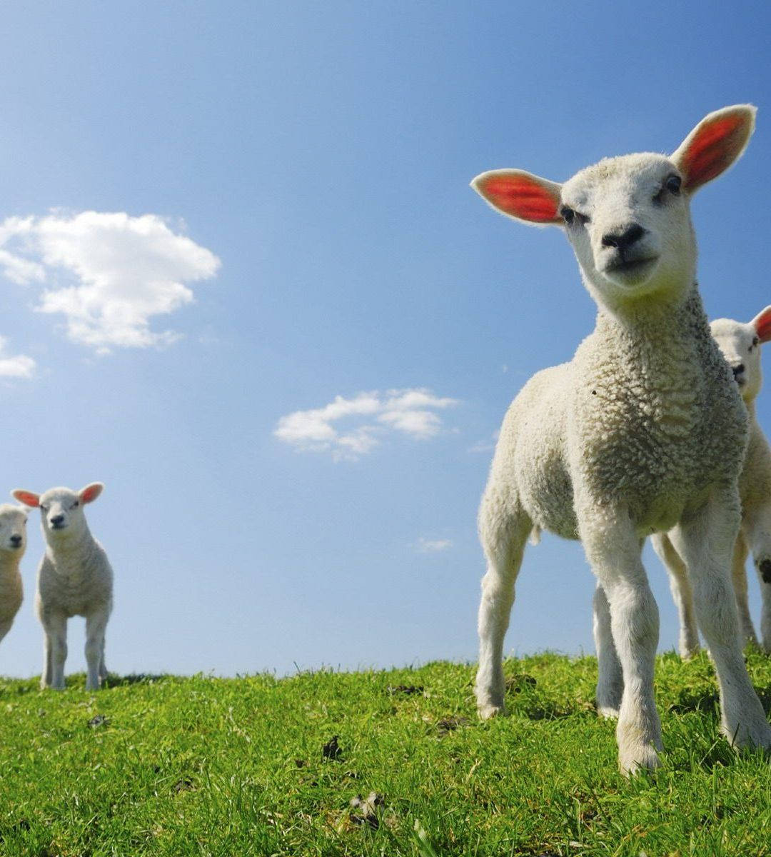 Lamb Flock On Grass Square Background