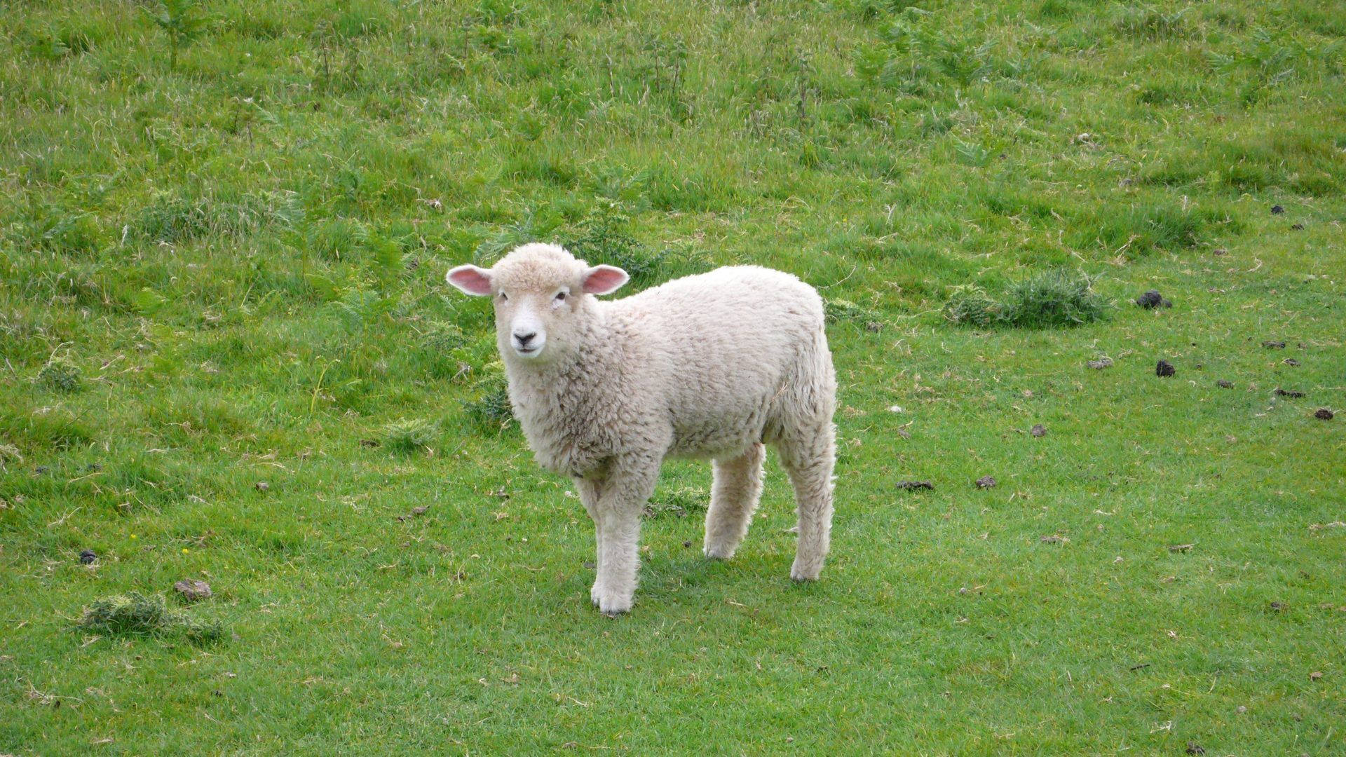 Lamb Fluffy Aesthetic On Grass Background