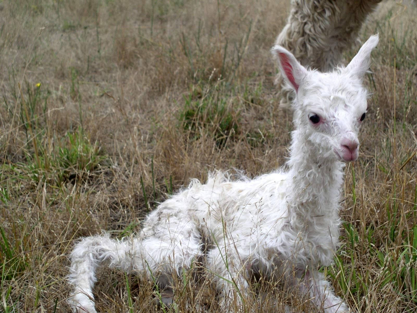 Lamb Fluffy Wool On Grass Background