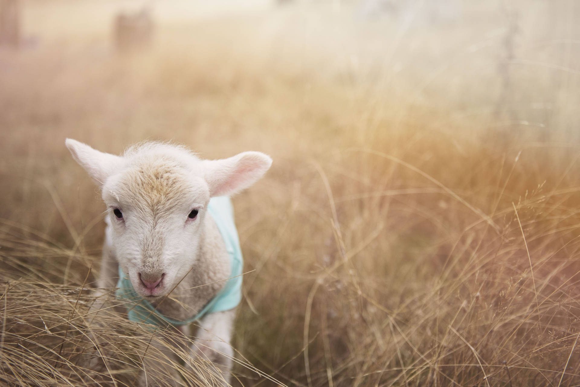 Lamb Hiding In Hay Background