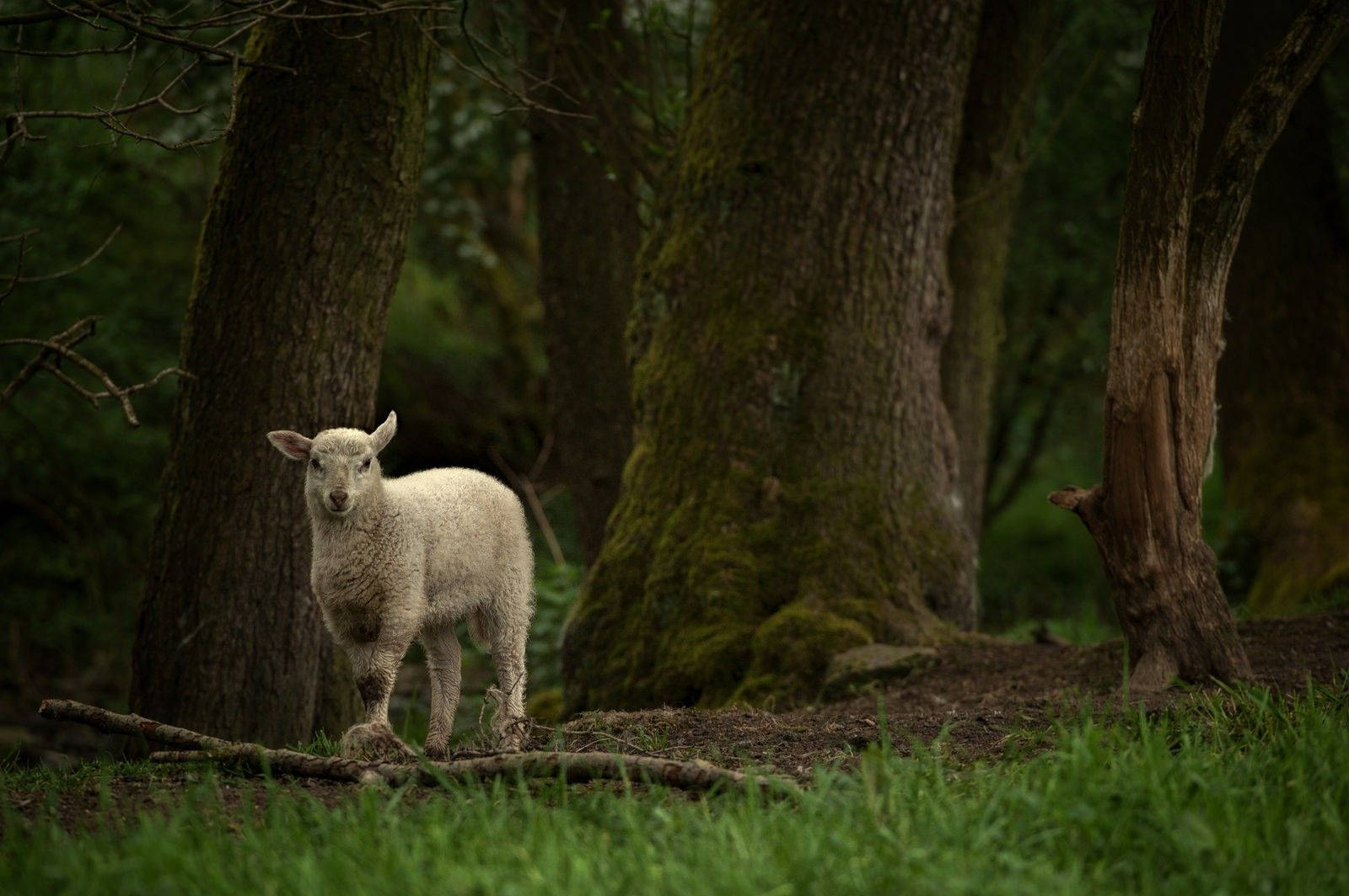 Lamb In Forest With Trees Background