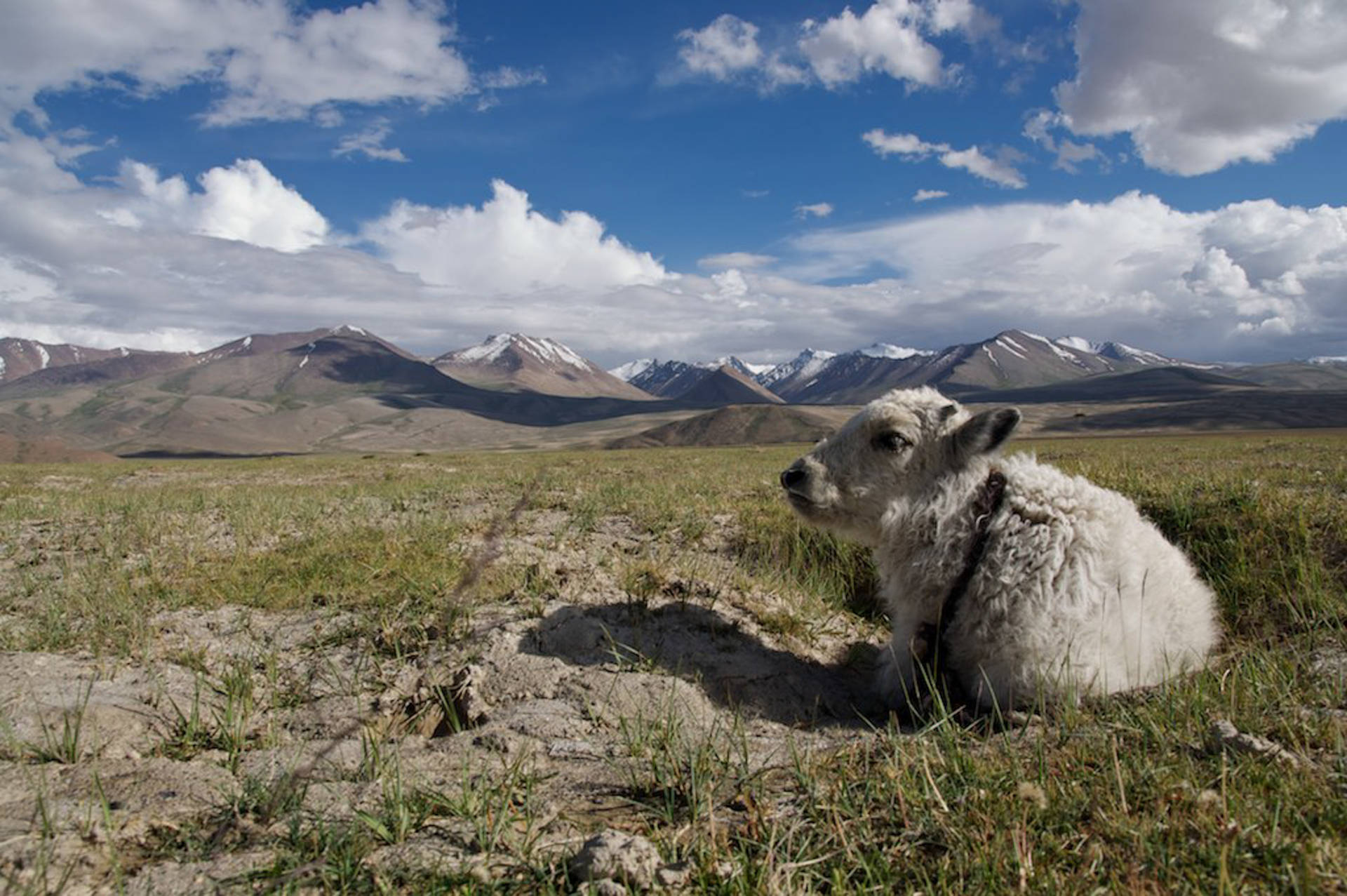 Lamb In Tajikistan Greenfield Background