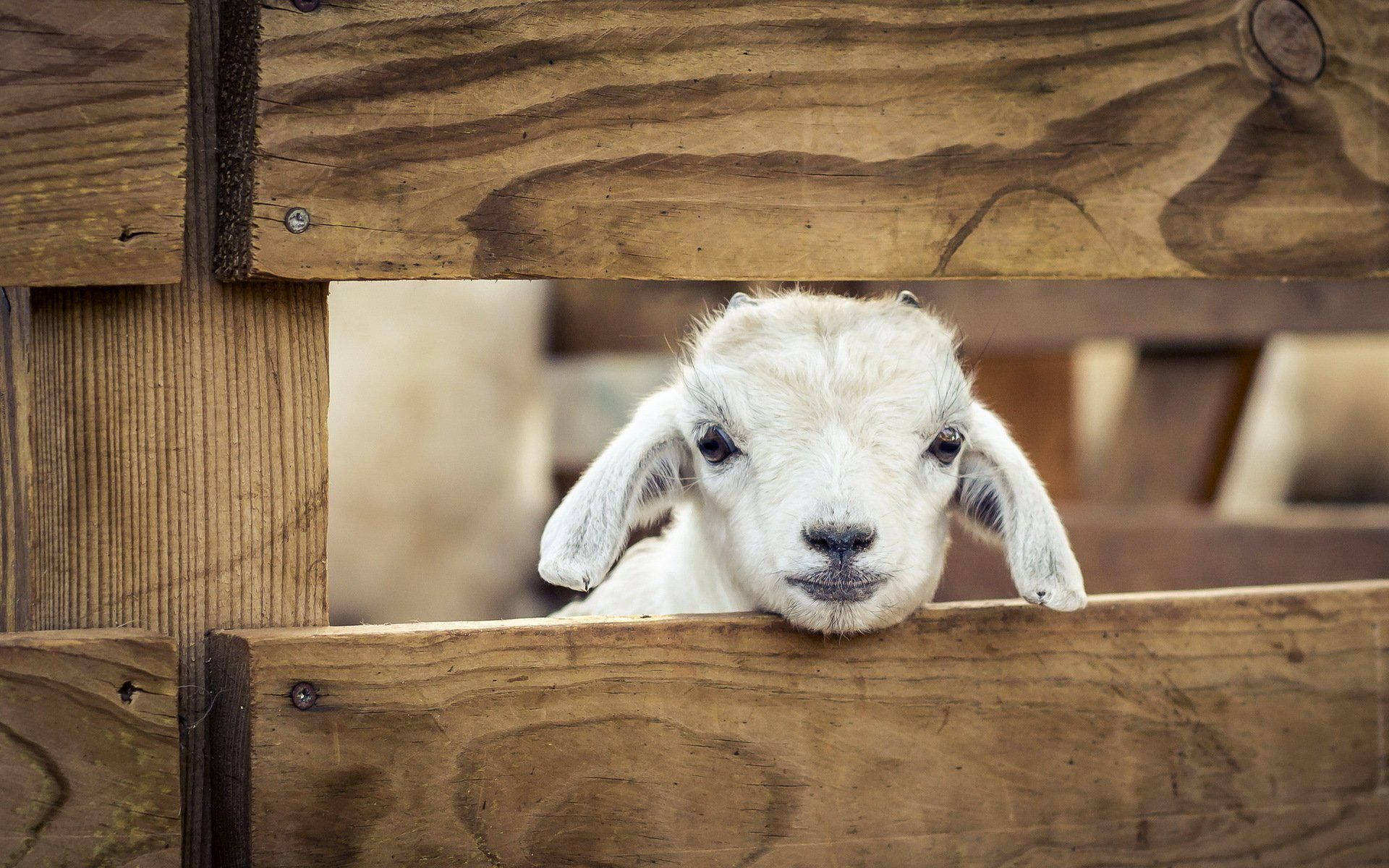 Lamb Inside Wooden Fence