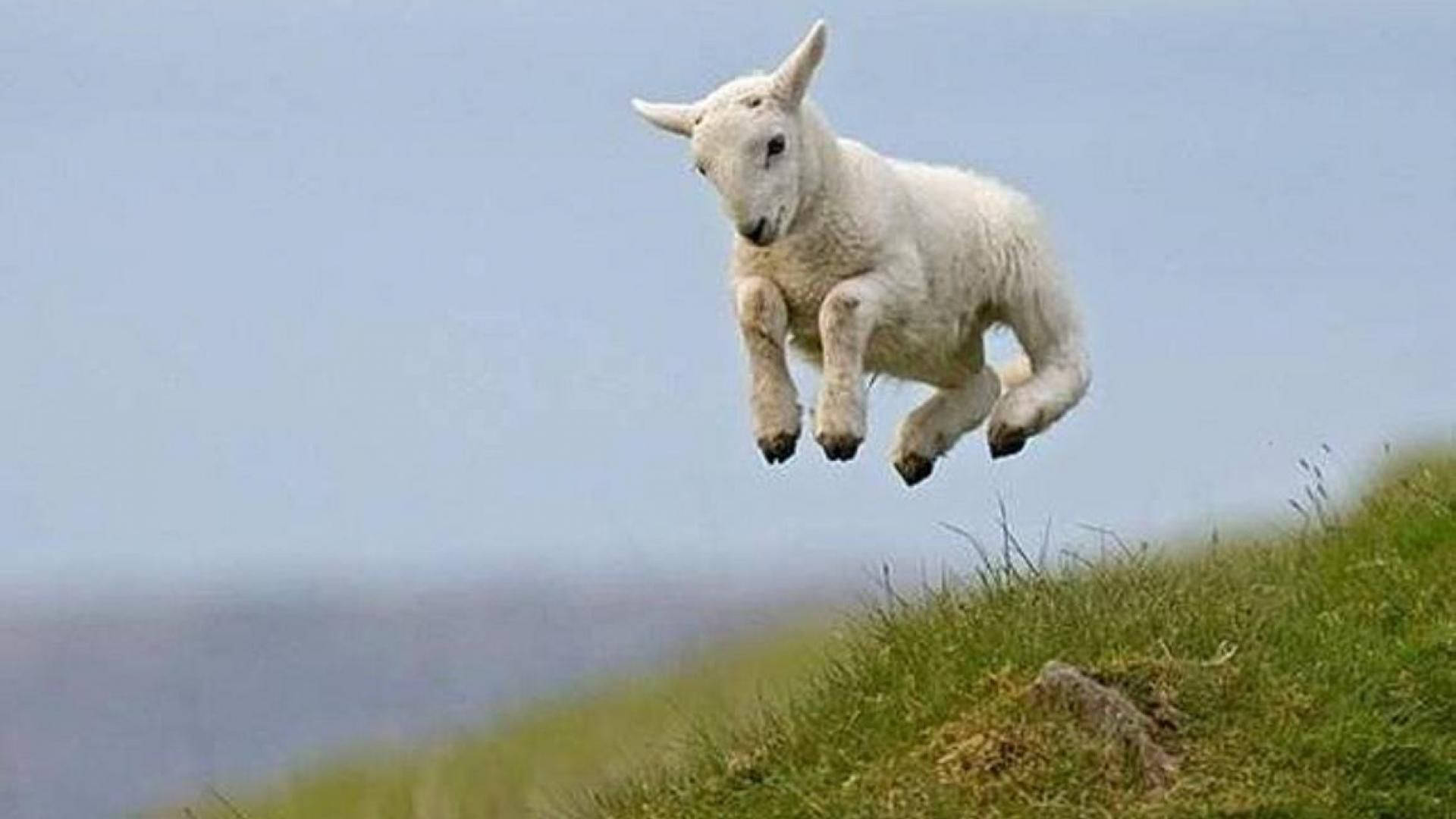 Lamb Jumping Mid-air On Grass Field Background