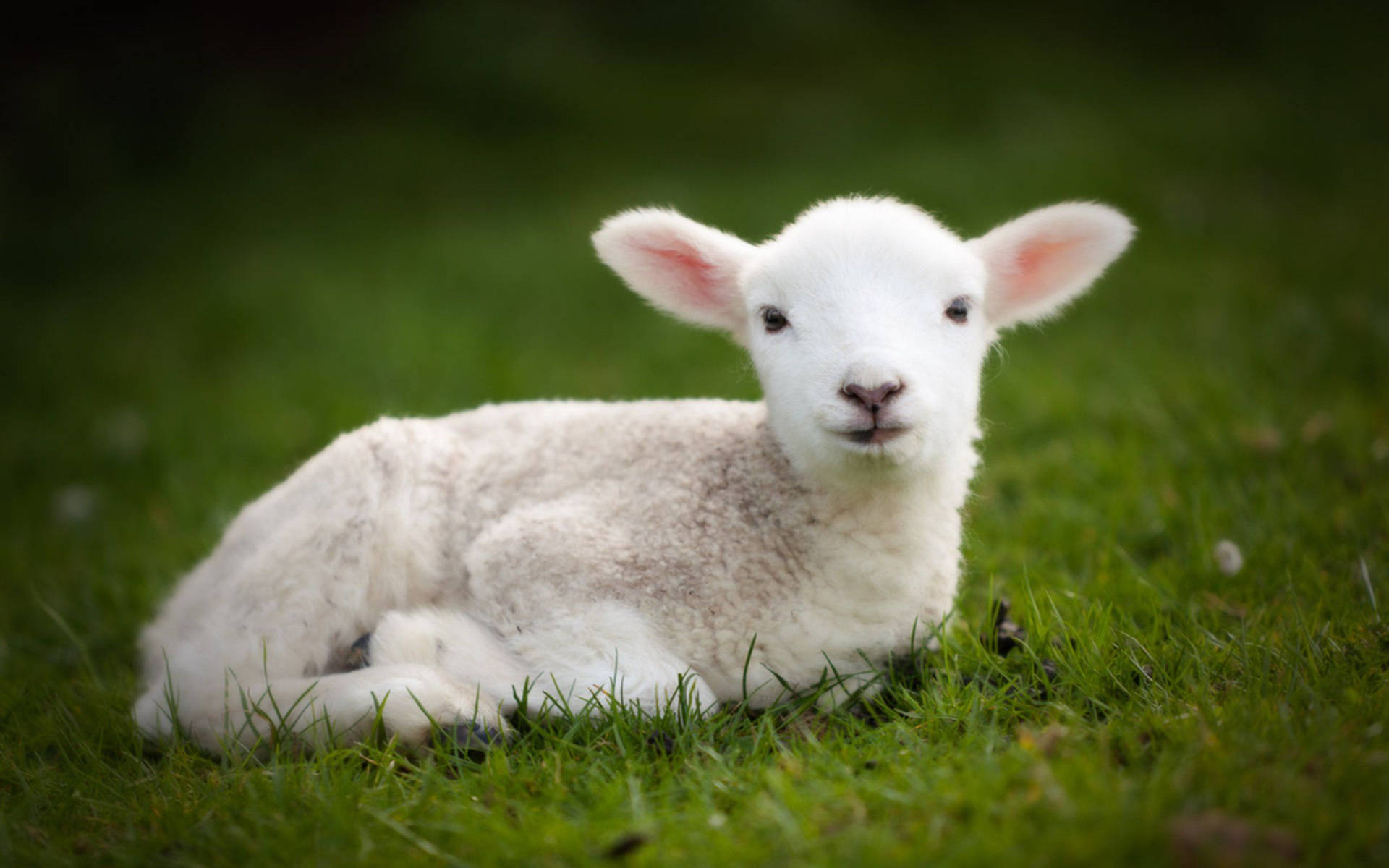 Lamb Laying On Grass Field