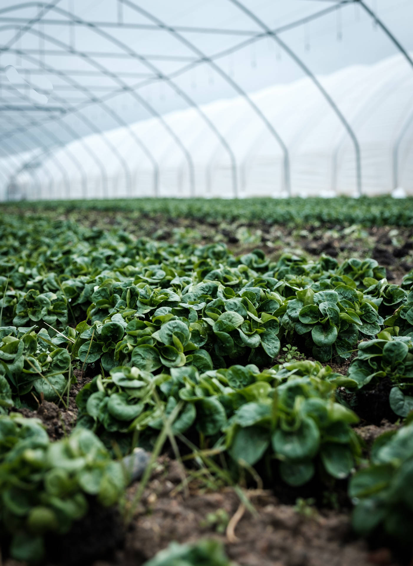 Lamb Lettuces Growing In Greenhouse On Farm Background