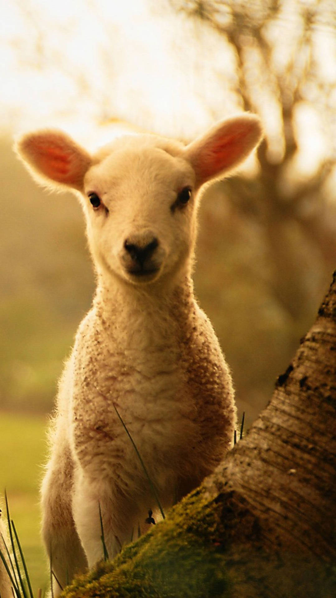 Lamb Near Tree Under Sunset Background