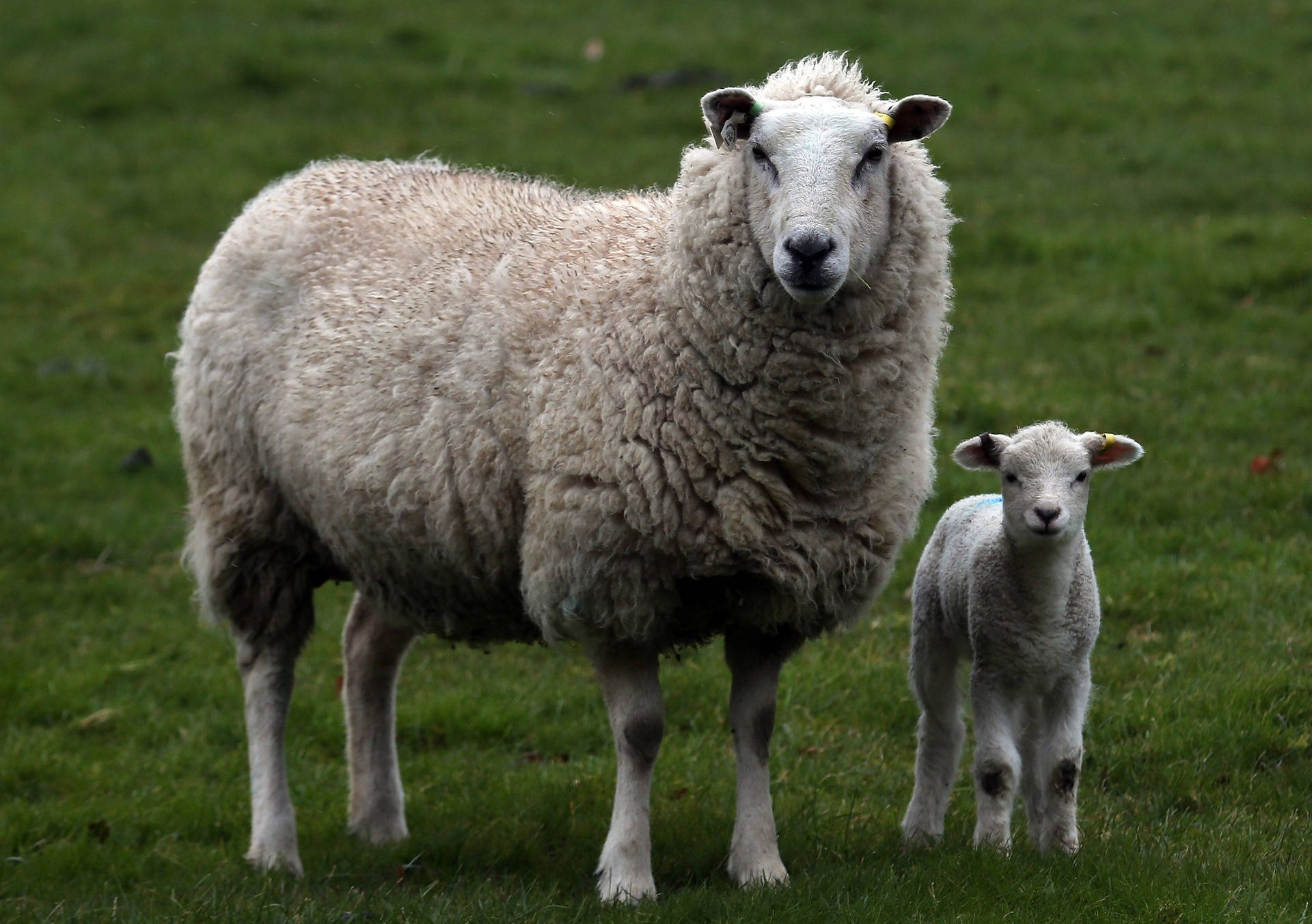 Lamb Next To Big Sheep Background