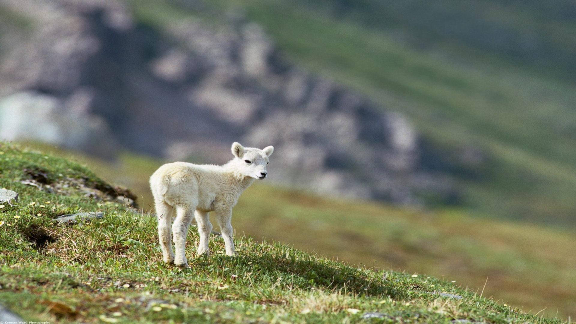 Lamb On Grass Field Mountain View Background